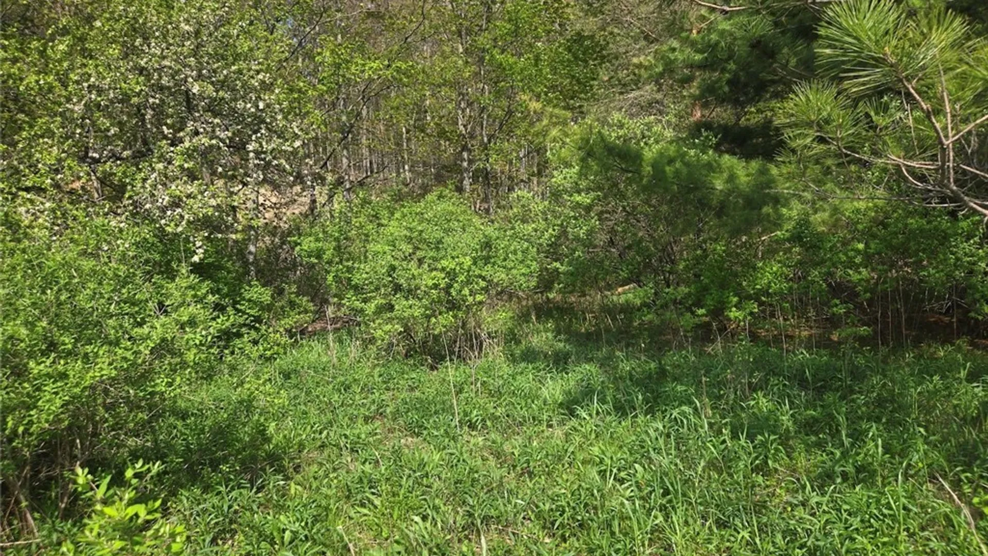Property at Pochuck Road, Eagle, NY 14024 13