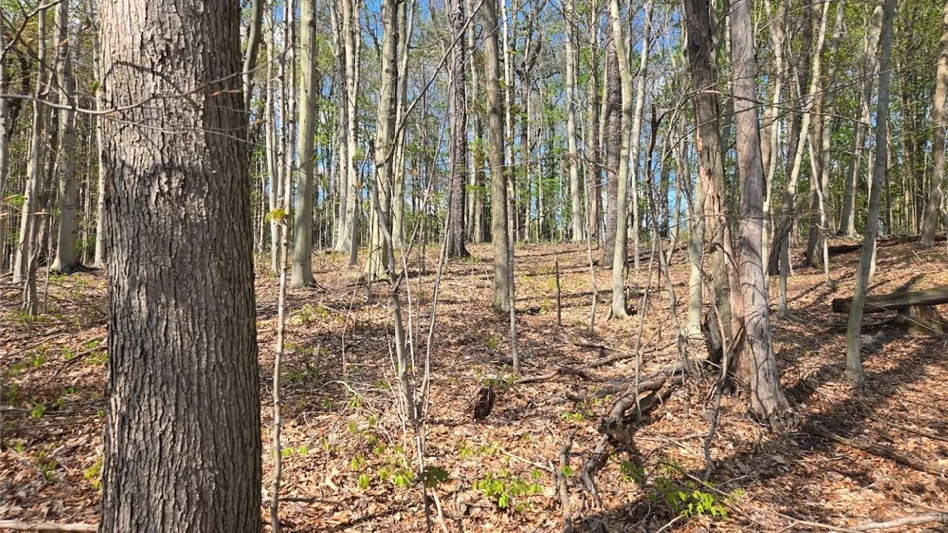 Property at Pochuck Road, Eagle, NY 14024 14
