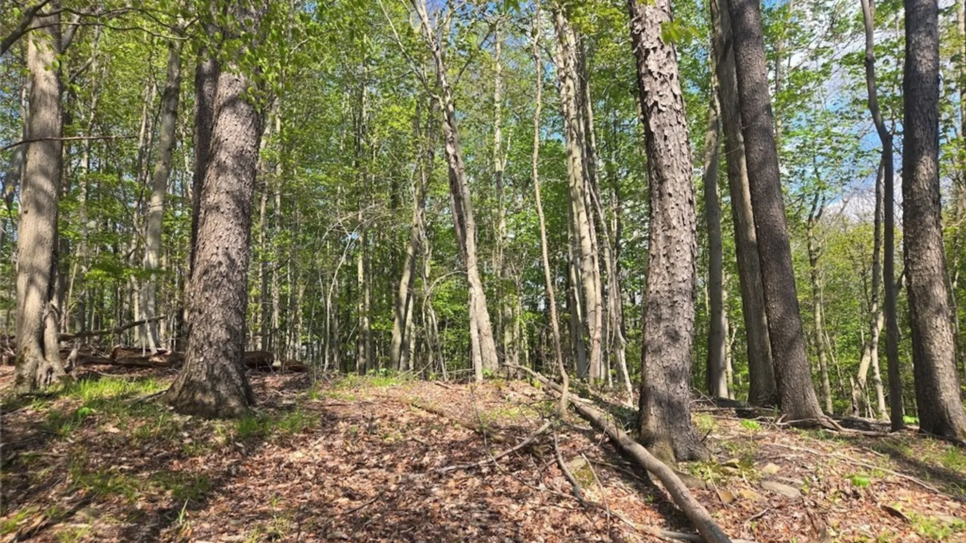 Property at Pochuck Road, Eagle, NY 14024 15