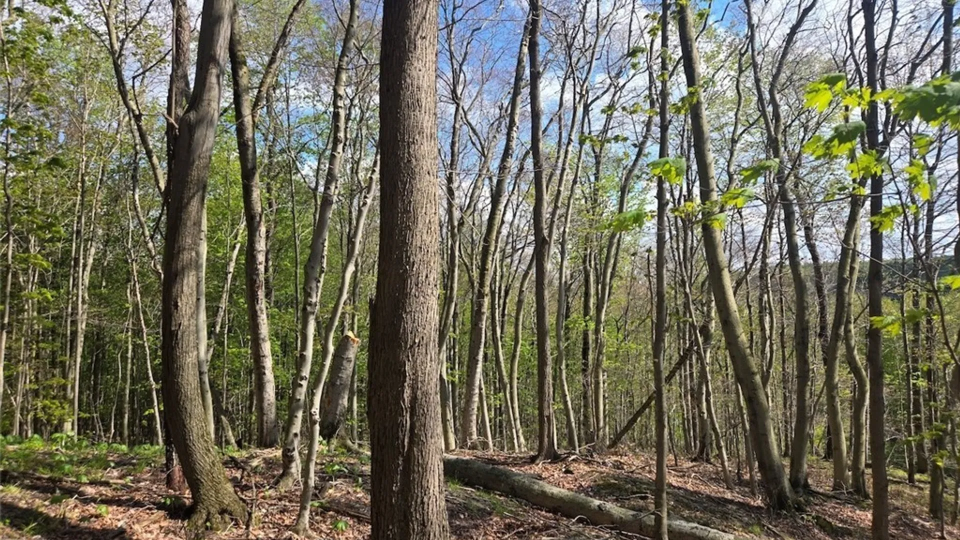 Property at Pochuck Road, Eagle, NY 14024 16