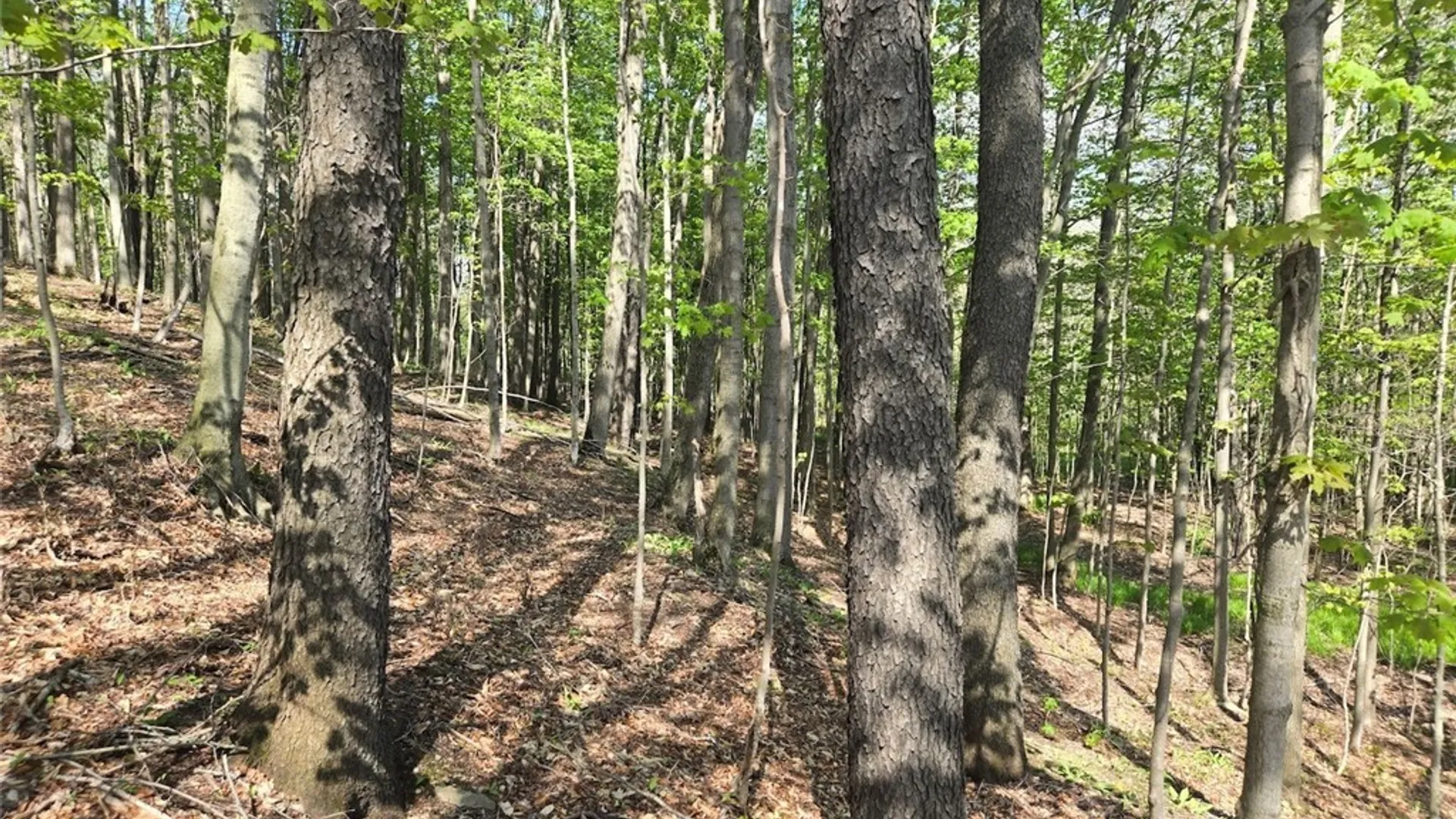 Property at Pochuck Road, Eagle, NY 14024 17