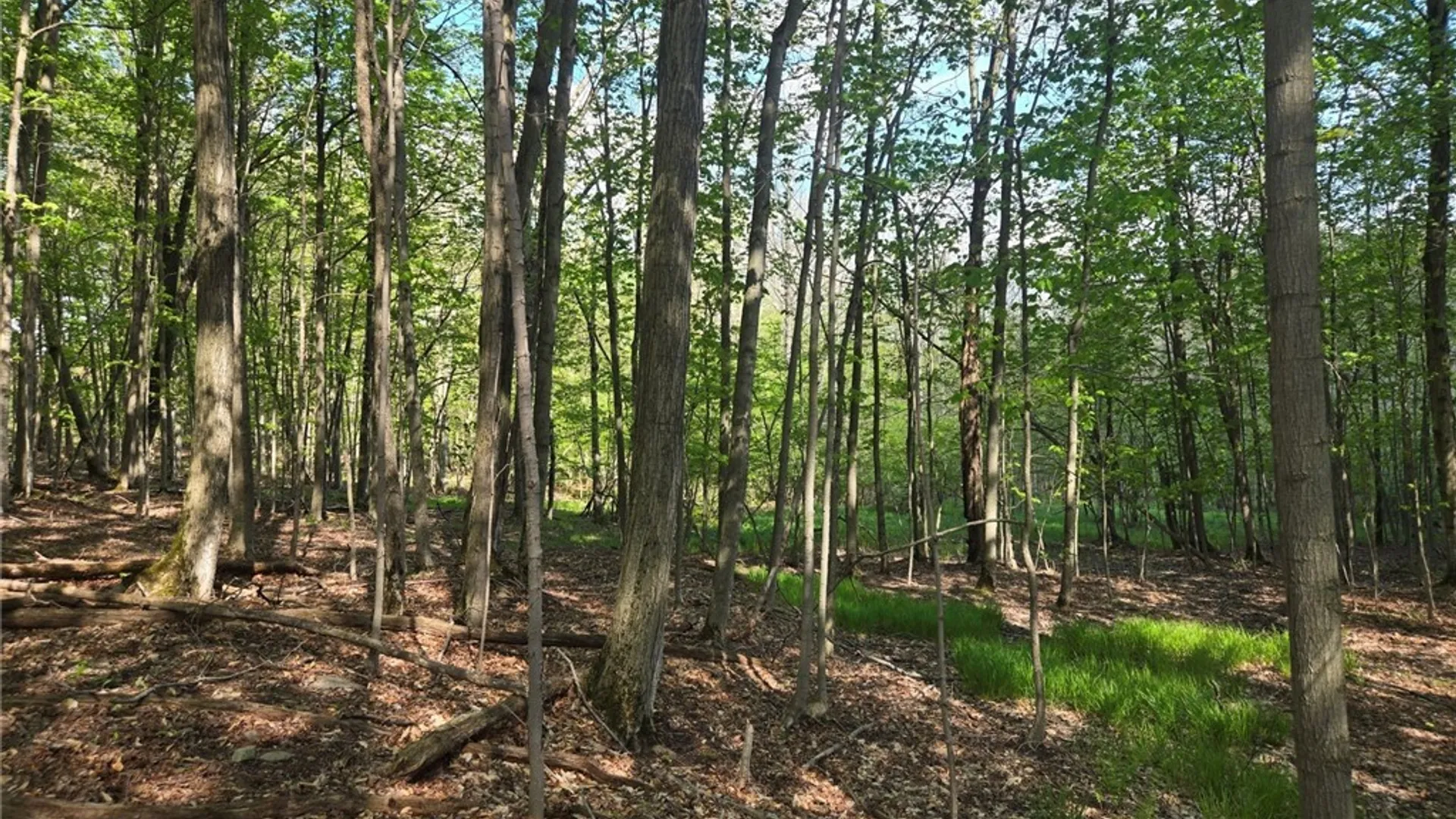 Property at Pochuck Road, Eagle, NY 14024 18