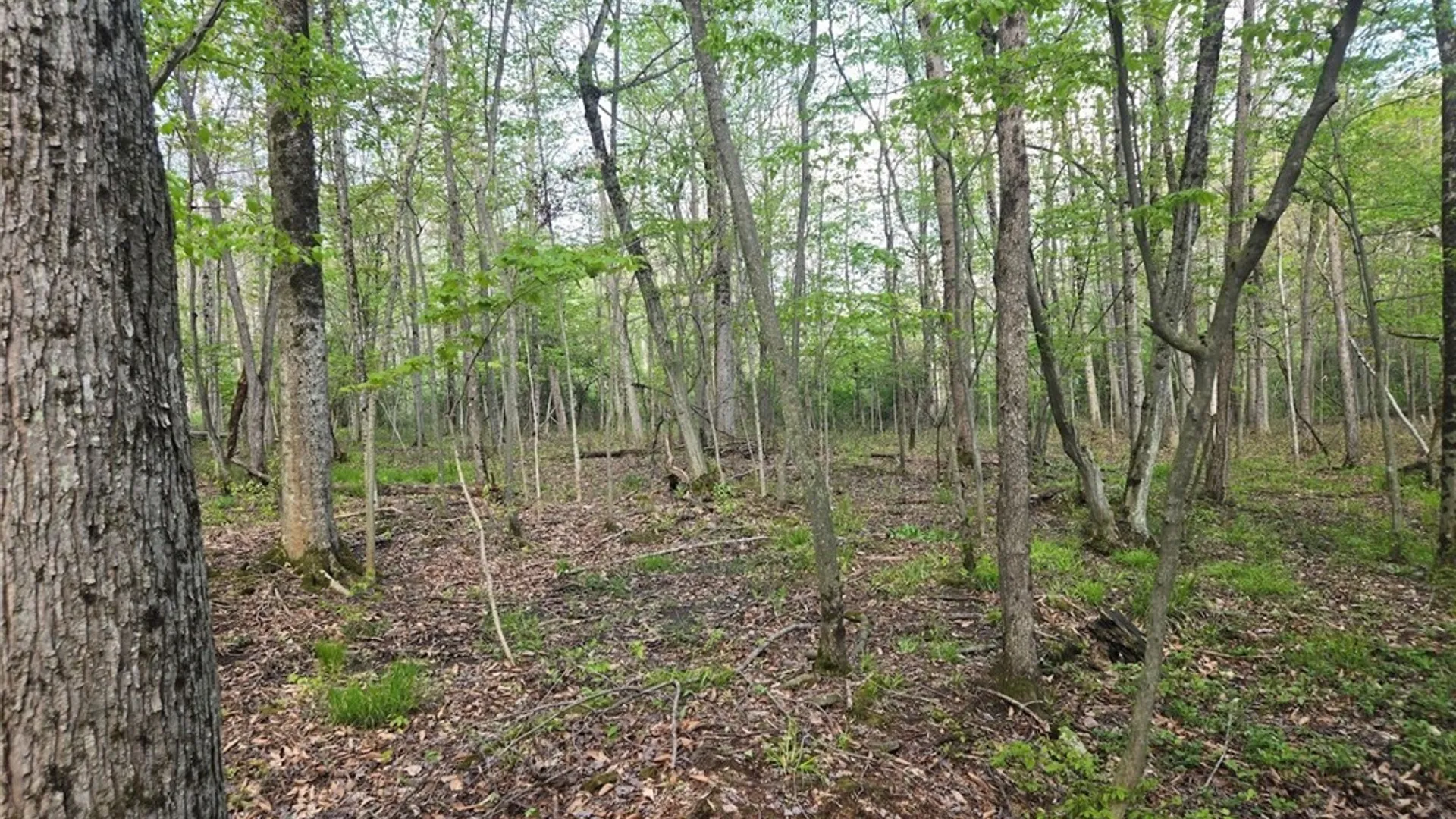 Property at Pochuck Road, Eagle, NY 14024 21