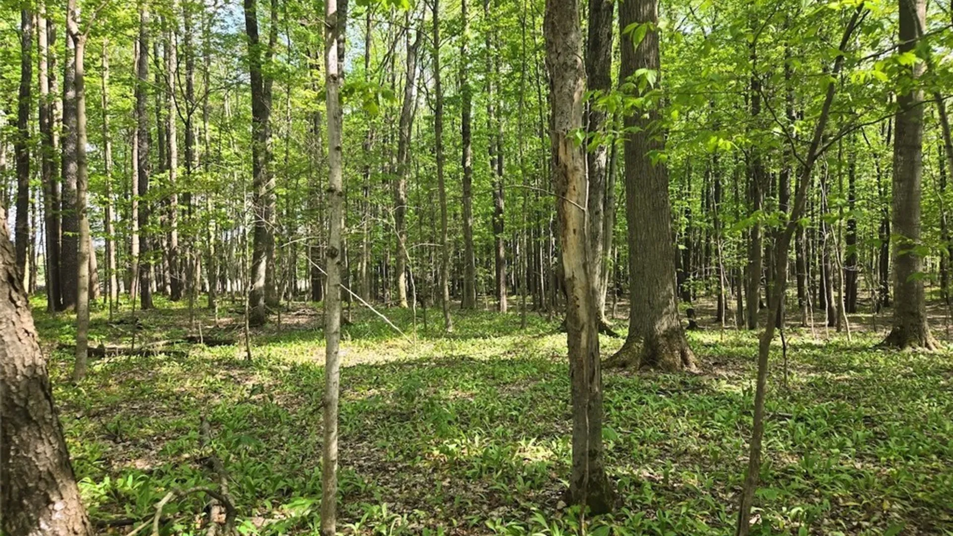 Property at Pochuck Road, Eagle, NY 14024 22