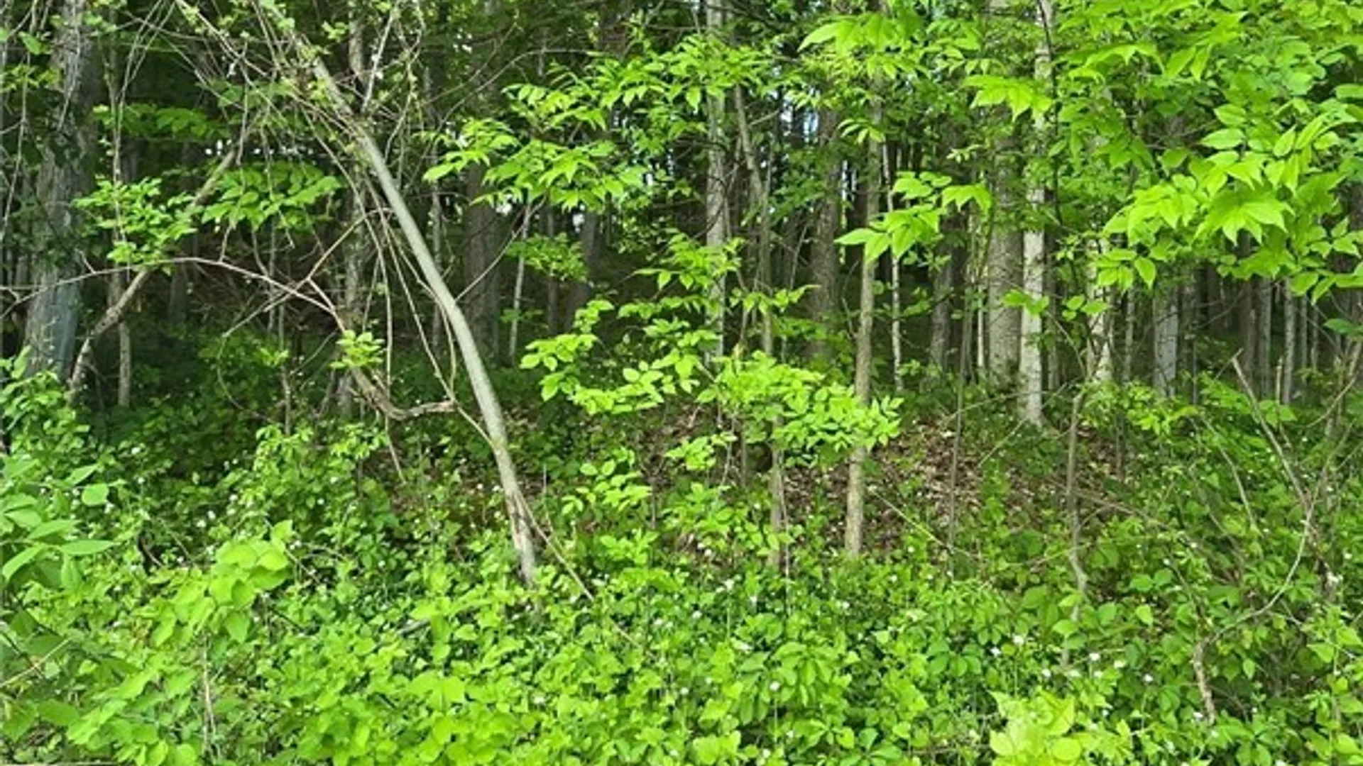 Property at Saunders Road, Kirkland, NY 13321 3