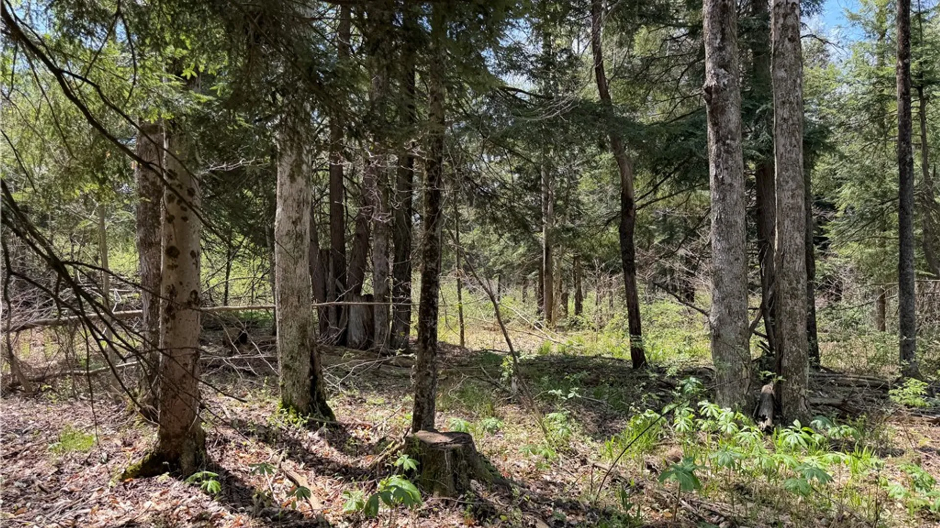 Property at Lot 1 County Road 16, Grove, NY 14884 19