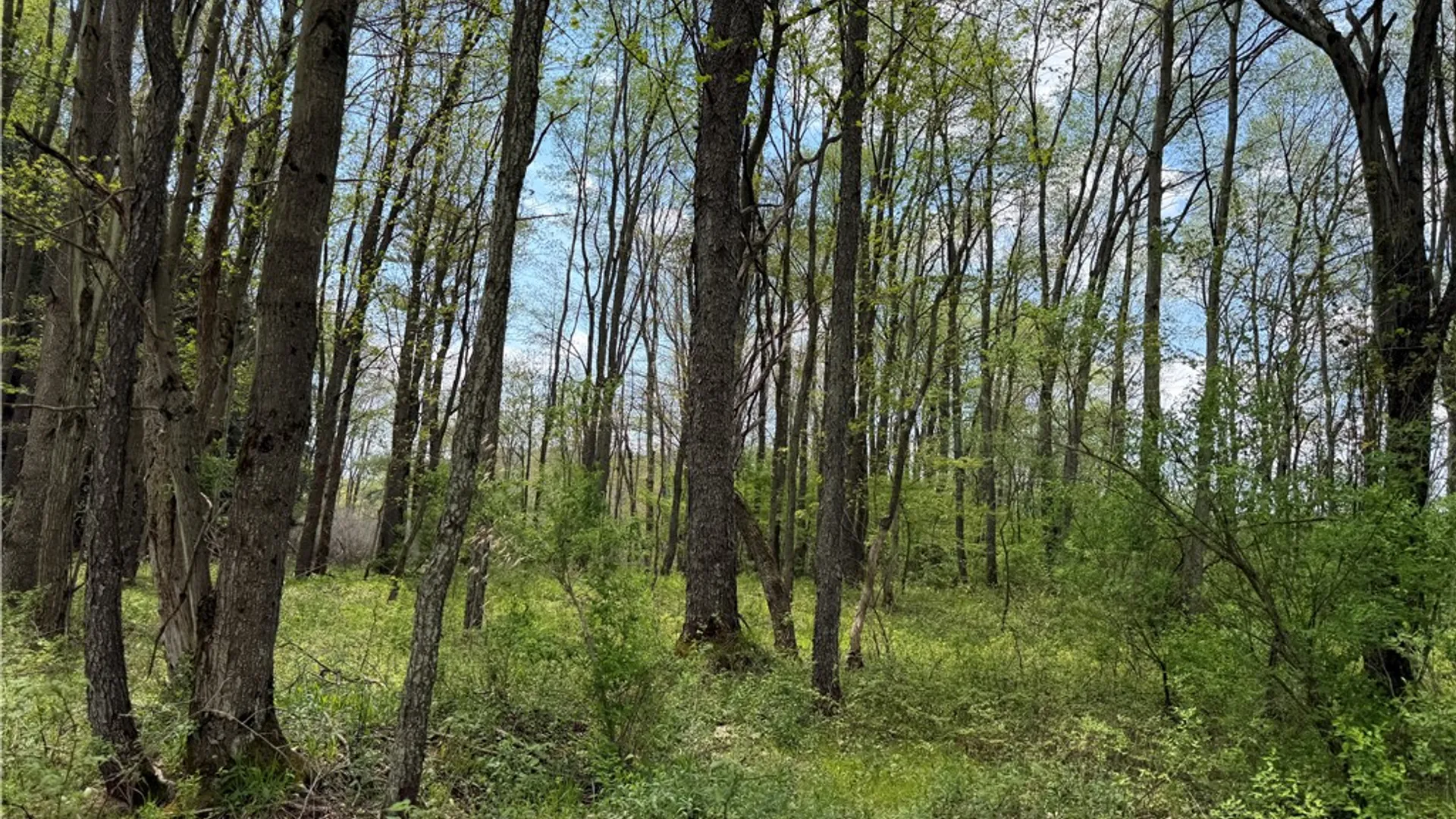 Property at Lot 03 County Road 16, Grove, NY 14884 15