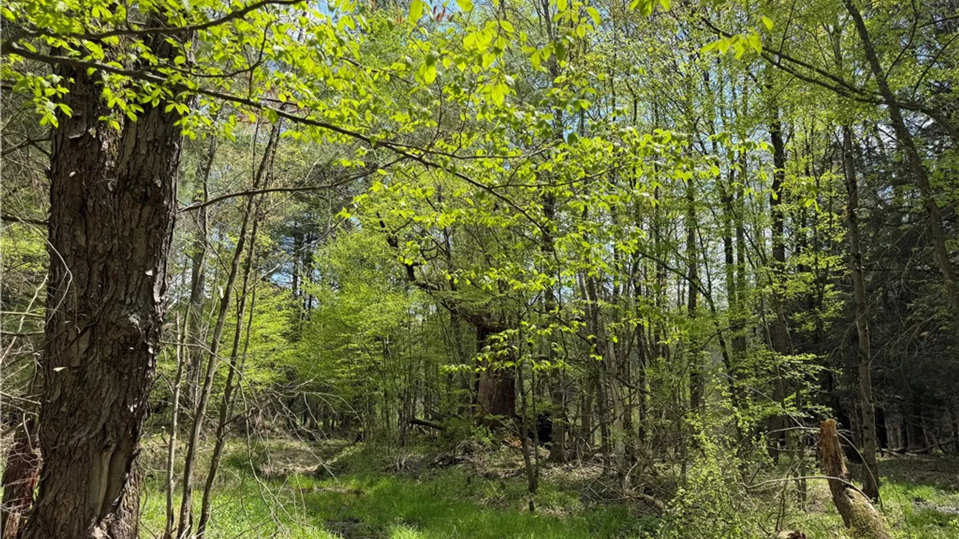 Property at Lot 03 County Road 16, Grove, NY 14884 17