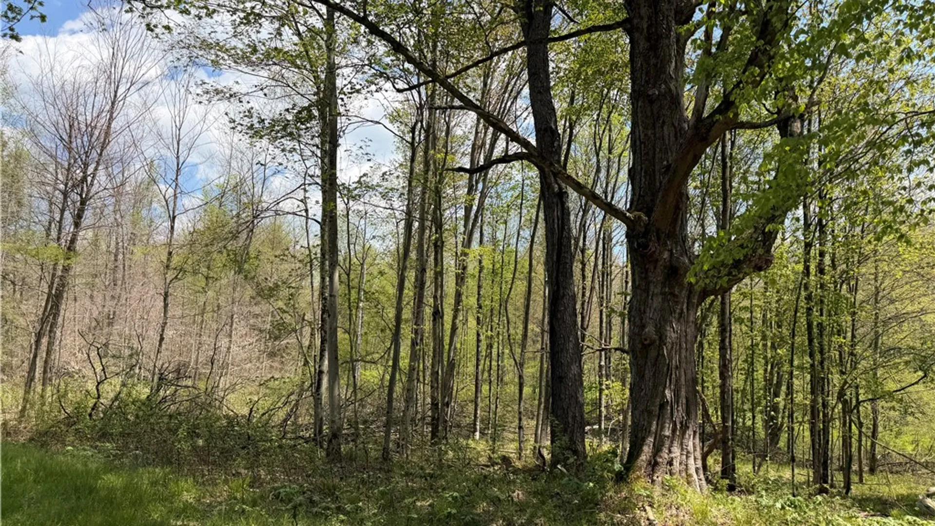 Property at Lot 03 County Road 16, Grove, NY 14884 25