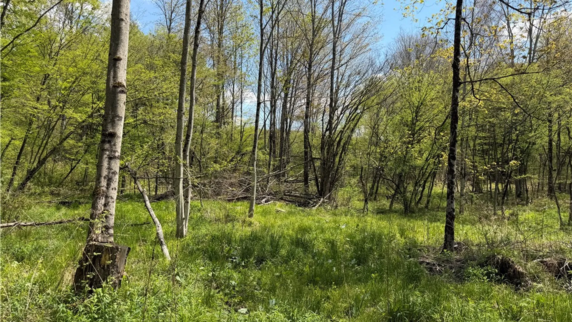 Property at Lot 03 County Road 16, Grove, NY 14884 27