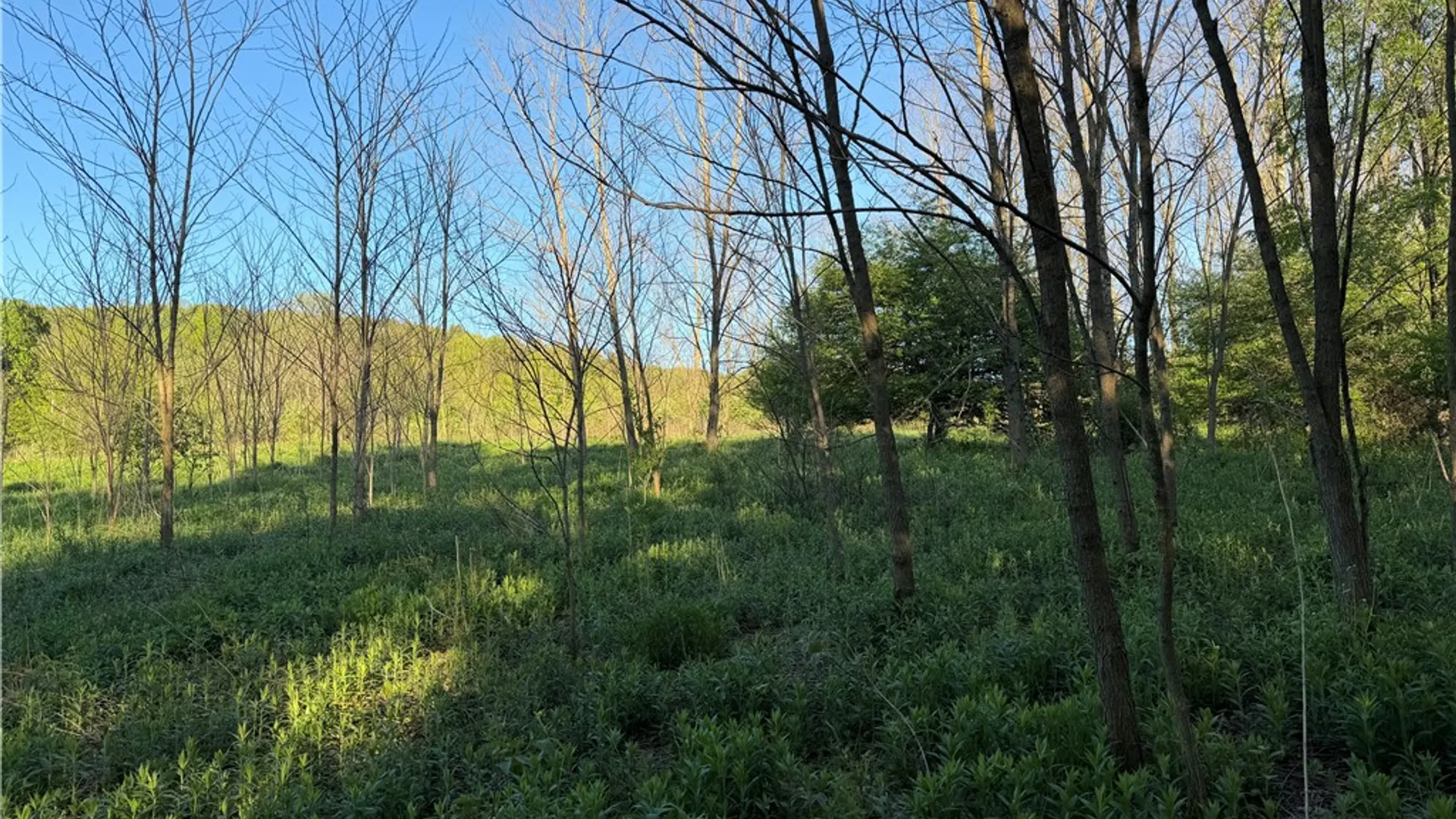 Property at 0 County Highway 4, Butternuts, NY 13776 3