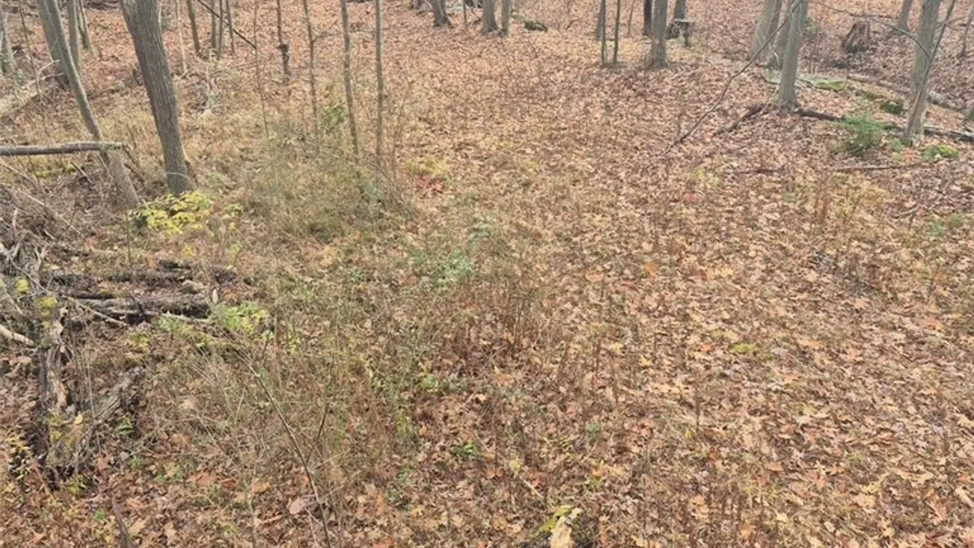 Property at 6025 Canadice Hill Road, Canadice, NY 14560 46