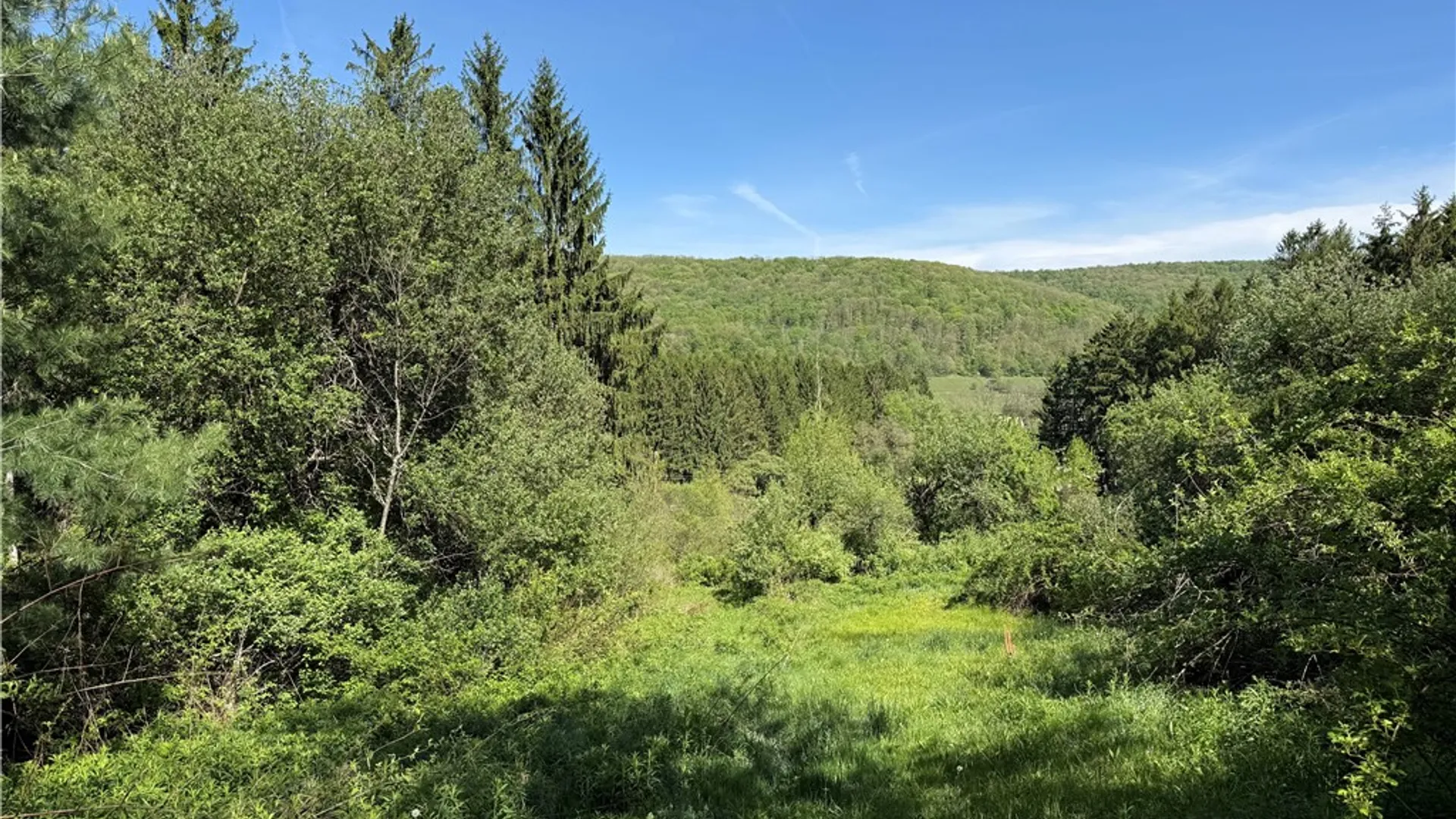 Property at 8082 Rt-242, Little Valley, NY 14755 11