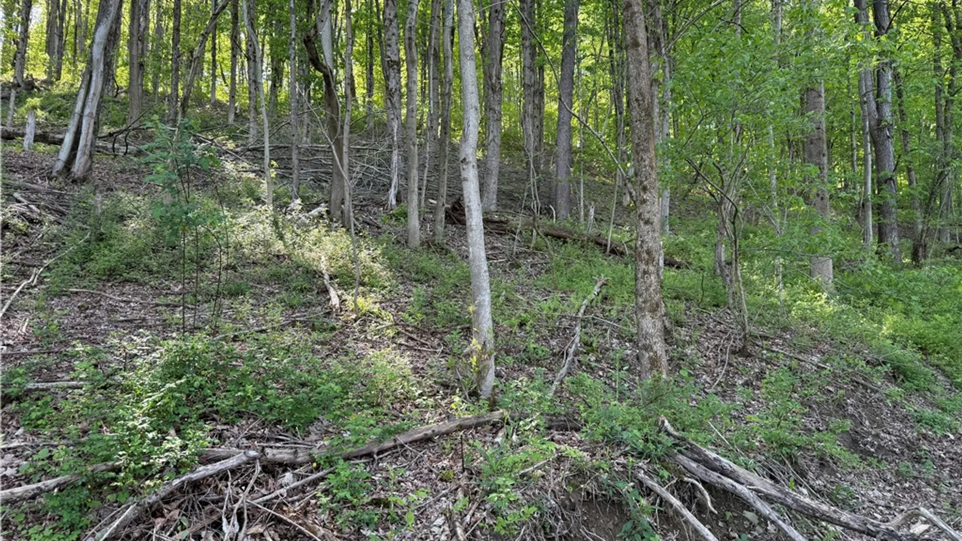 Property at 8082 Rt-242, Little Valley, NY 14755 16