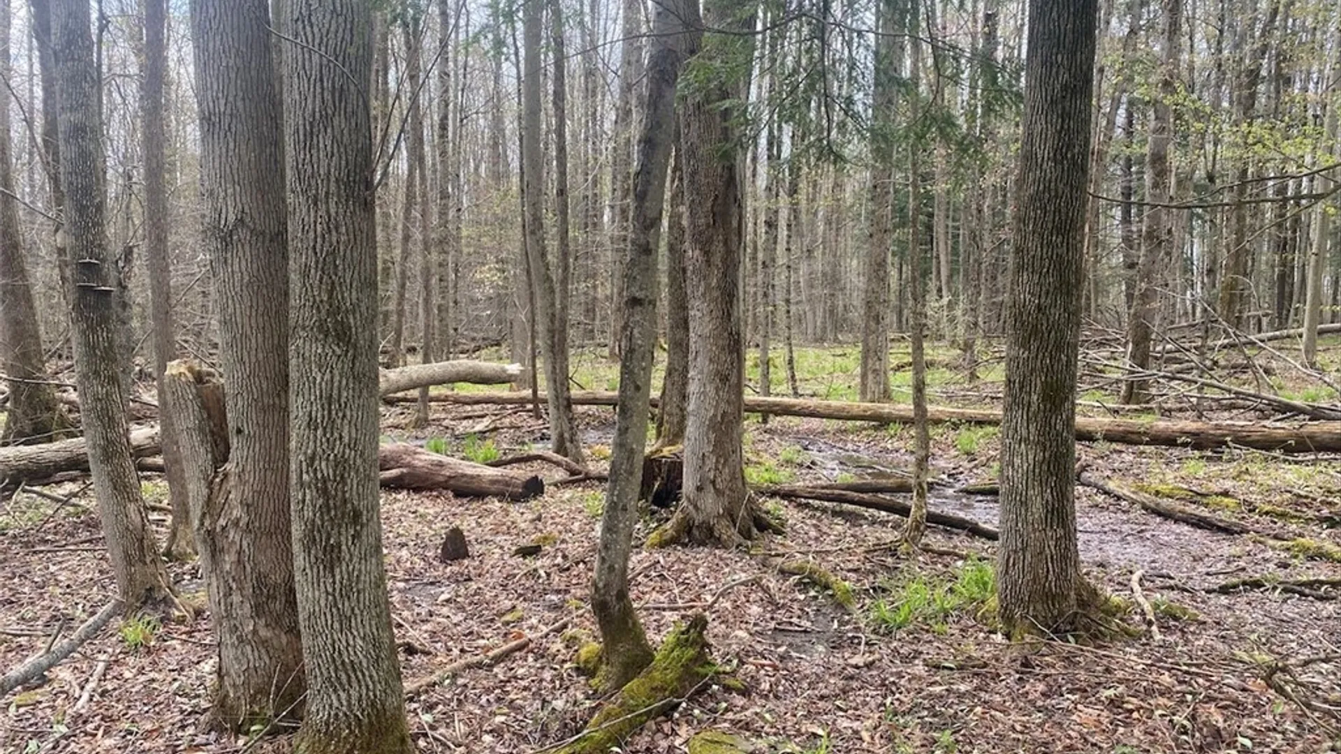 Property at 6281 E Hill Road, Caneadea, NY 14717 19