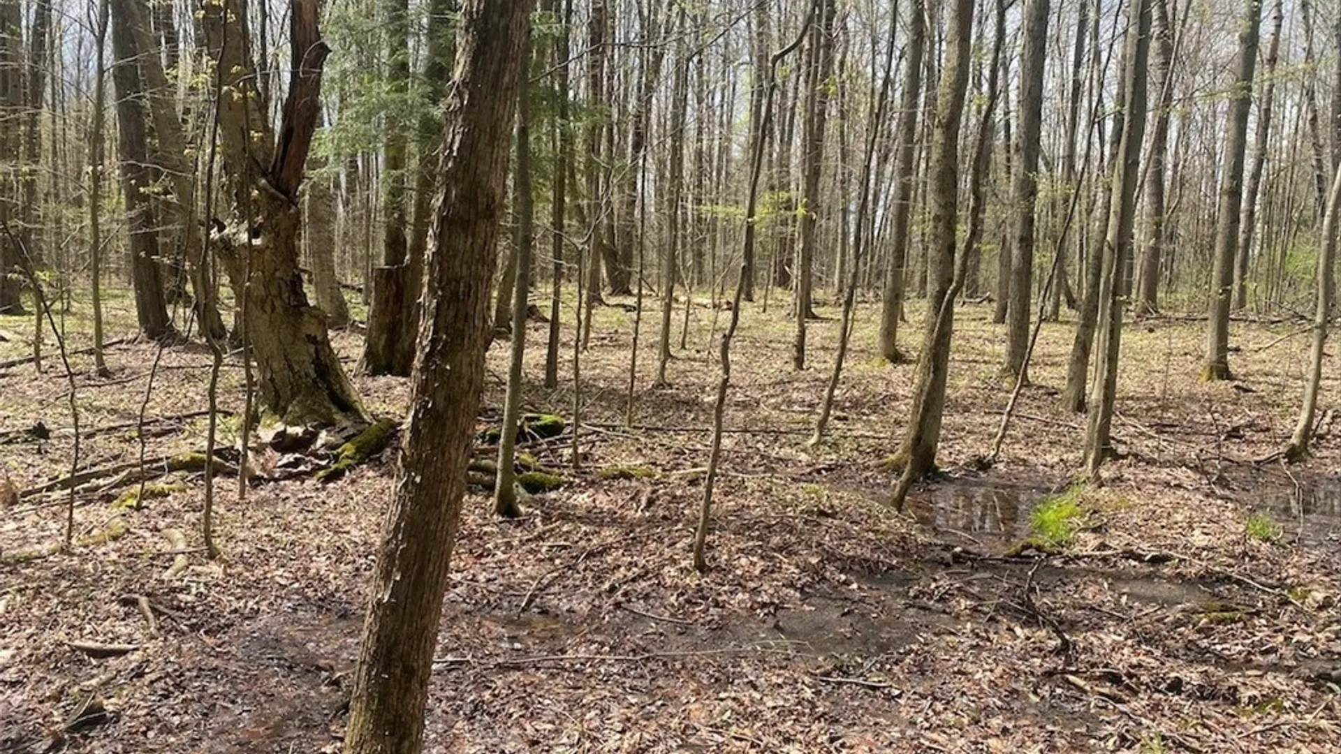 Property at 6281 E Hill Road, Caneadea, NY 14717 22