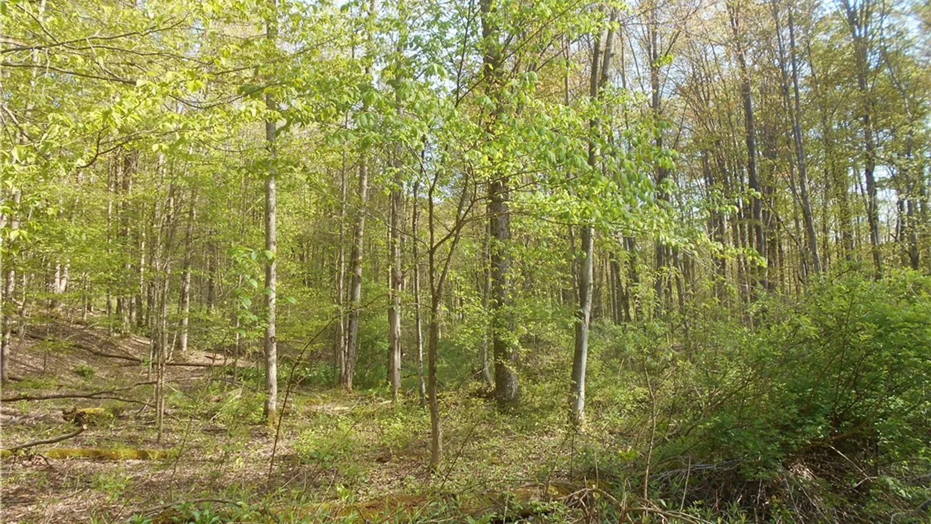 Property at 0 Neamon Drive, Yorkshire, NY 14042 16
