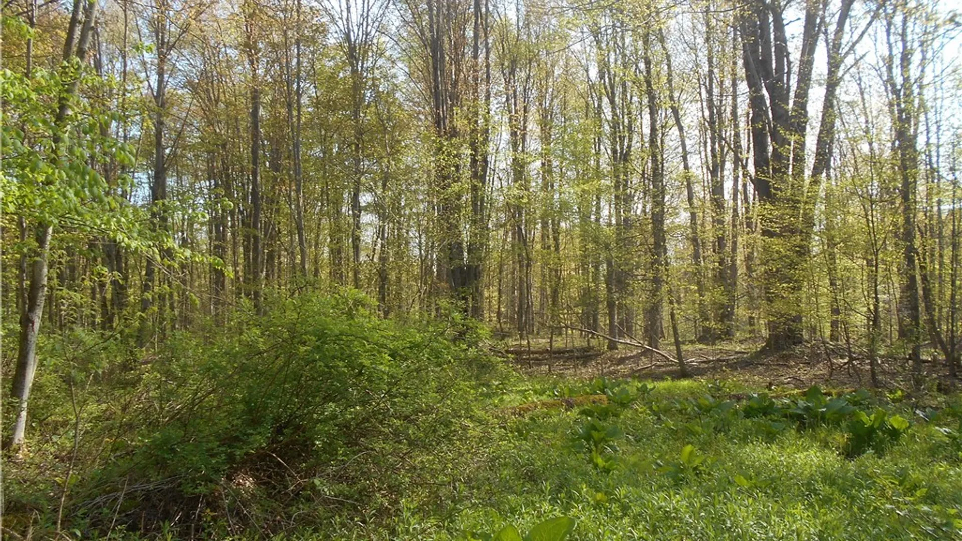 Property at 0 Neamon Drive, Yorkshire, NY 14042 17