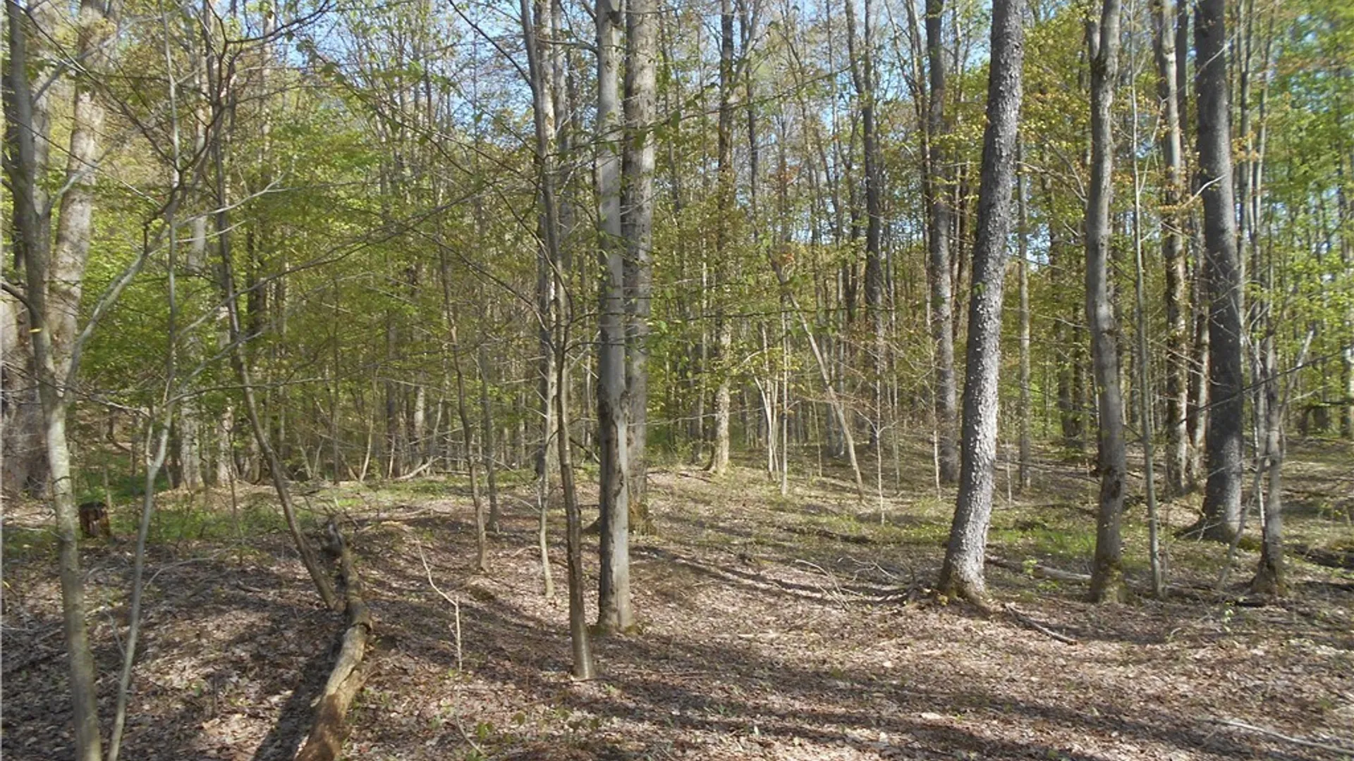 Property at 0 Neamon Drive, Yorkshire, NY 14042 18
