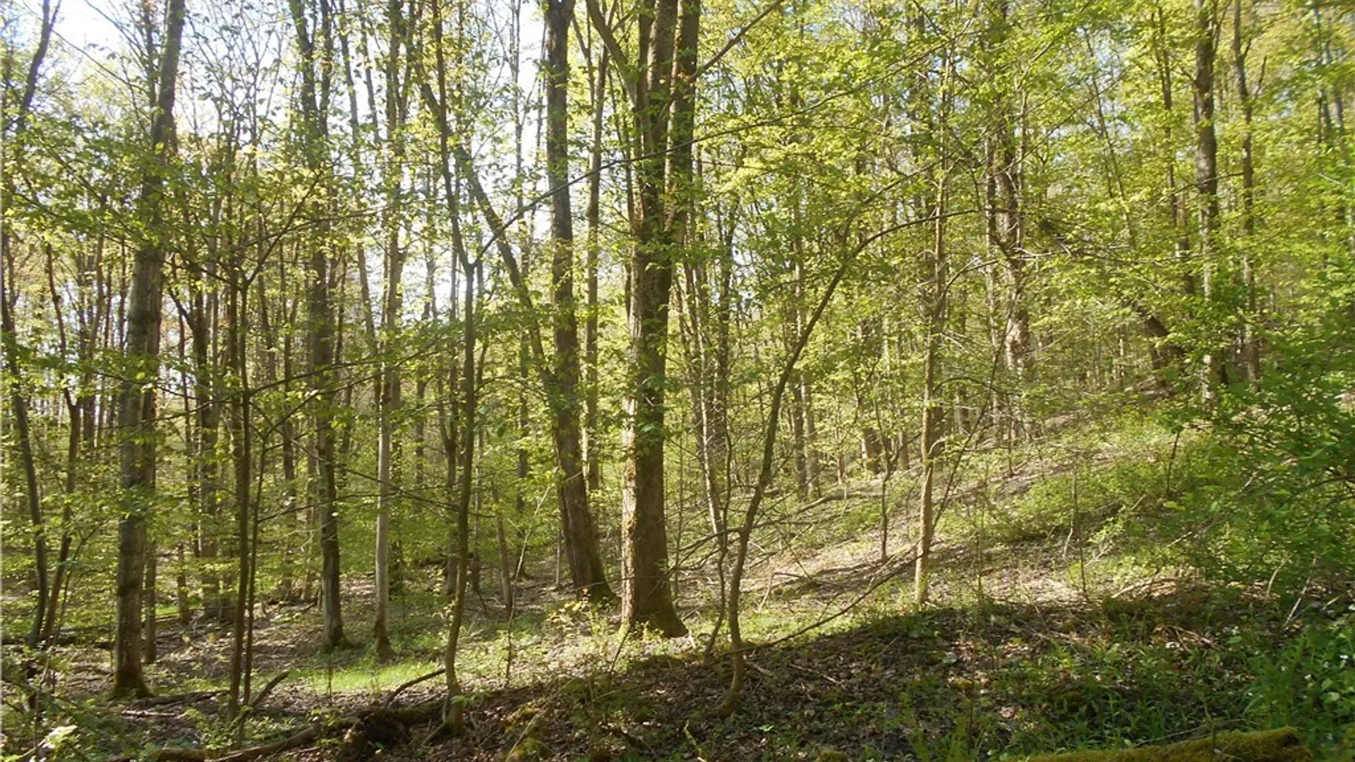 Property at 0 Neamon Drive, Yorkshire, NY 14042 33