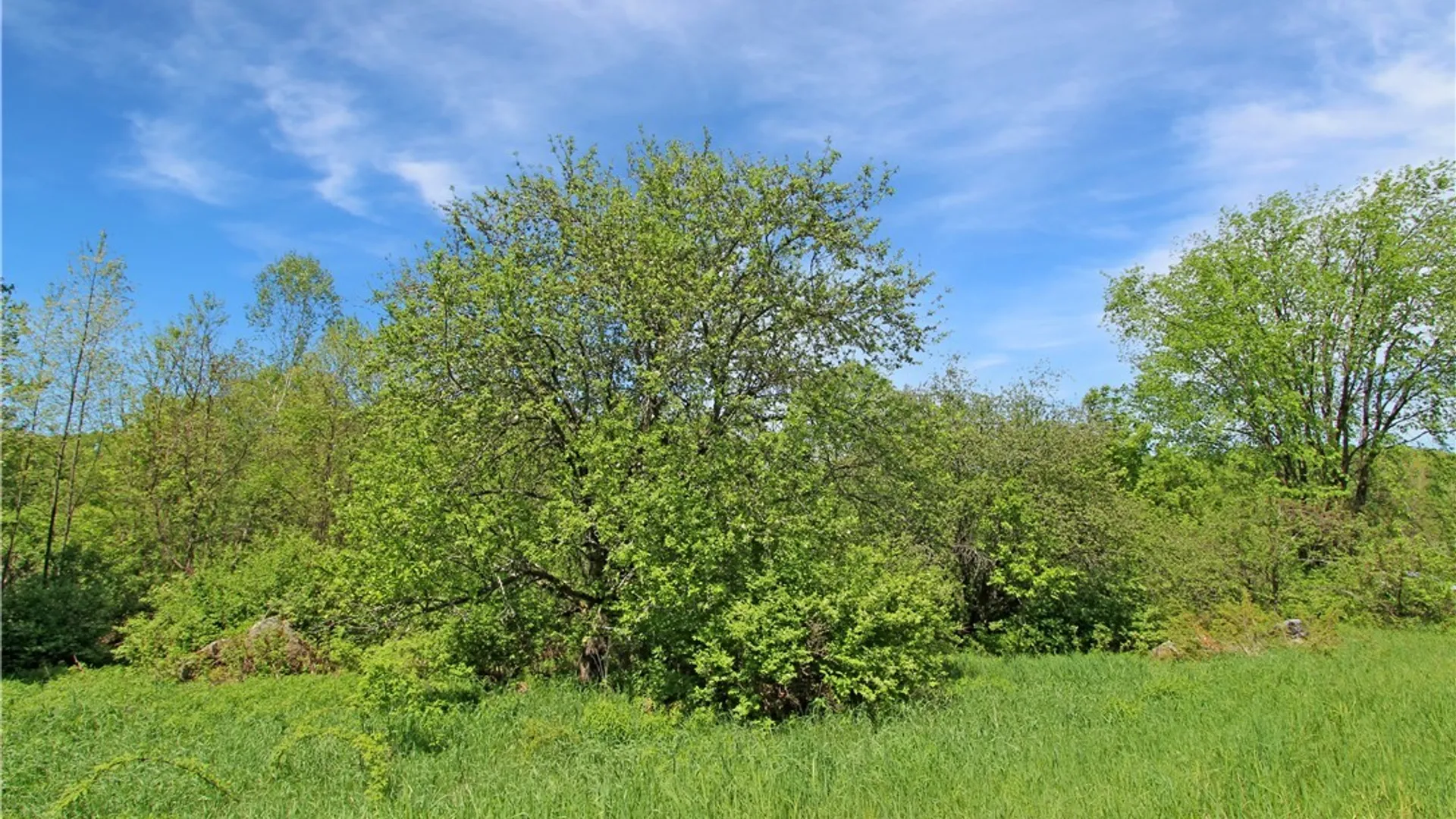 Property at 13911 S Bonaparte Road, Diana, NY 13648 33