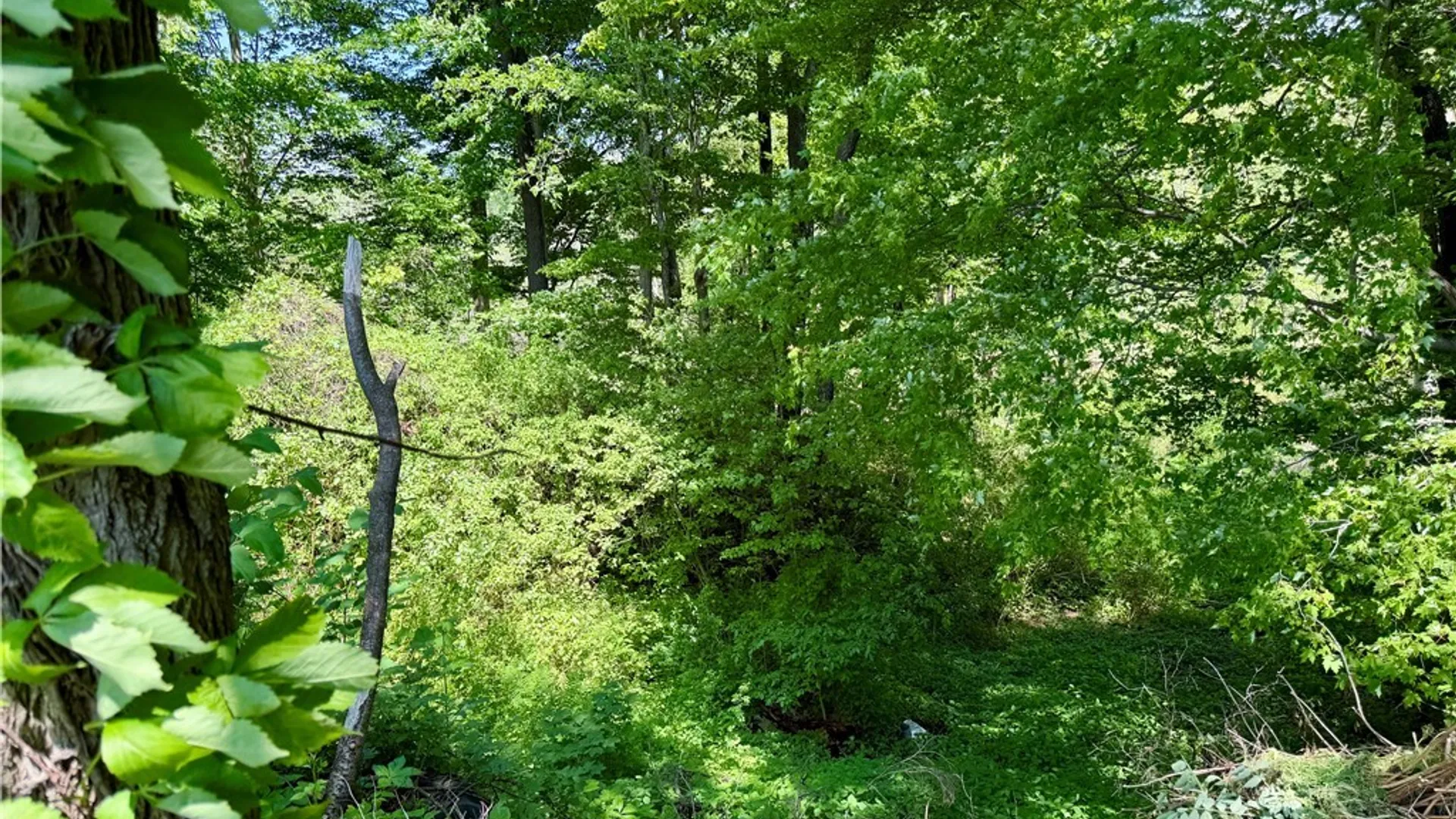 Property at 1355 Brant North Collins Road, Brant, NY 14111 43