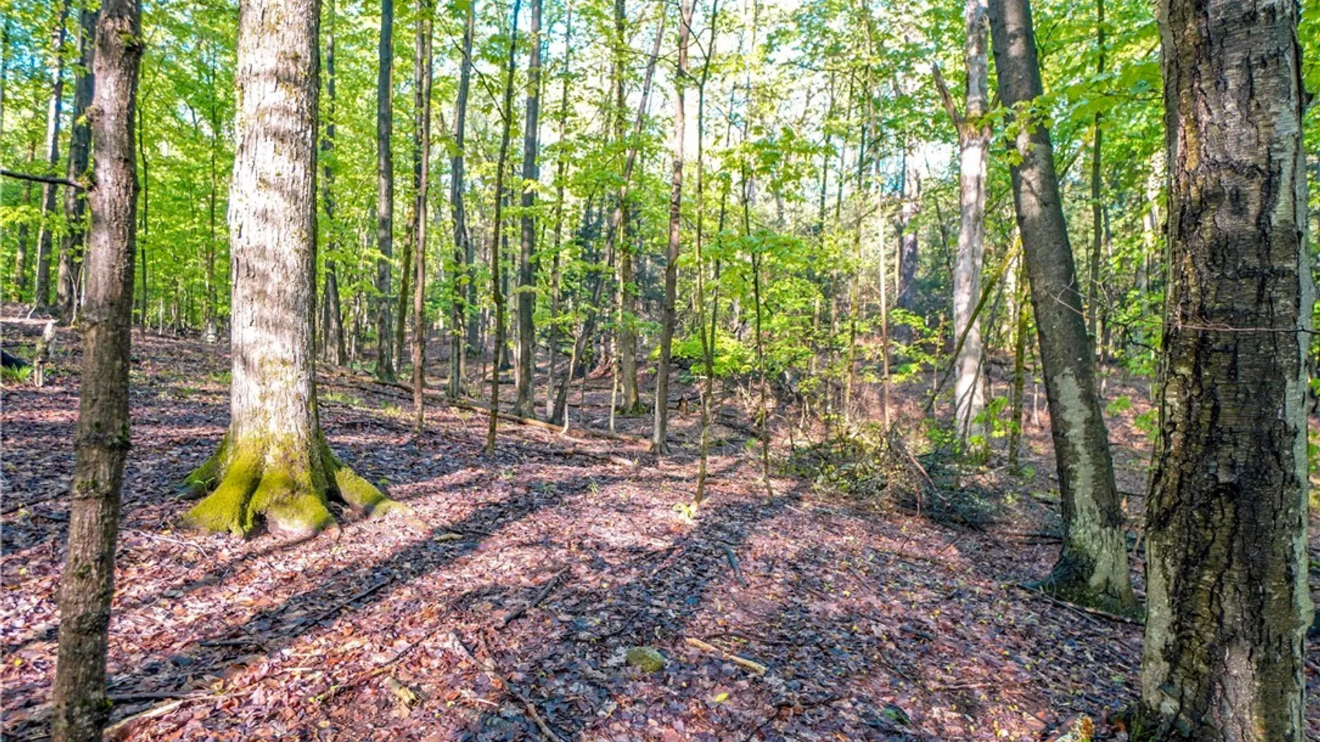 Property at 9598 Sisson Highway, Eden, NY 14057 11