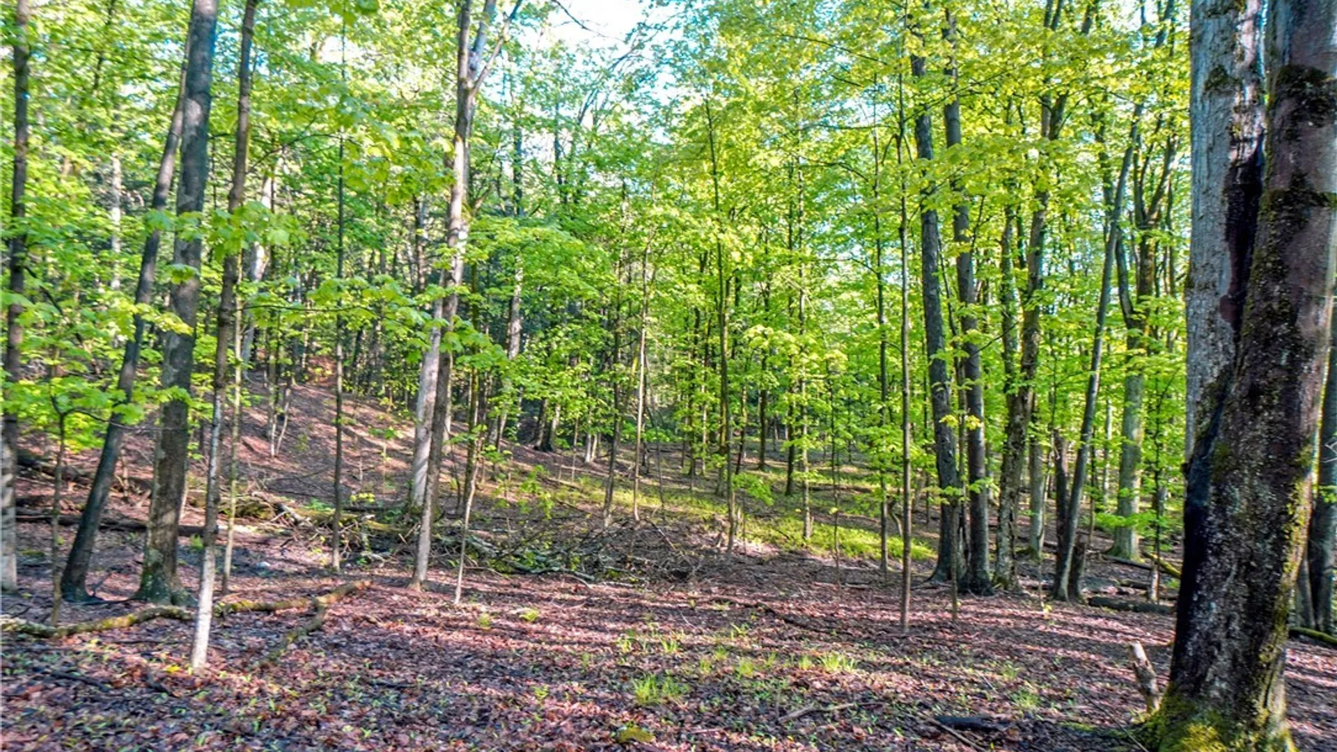 Property at 9598 Sisson Highway, Eden, NY 14057 12