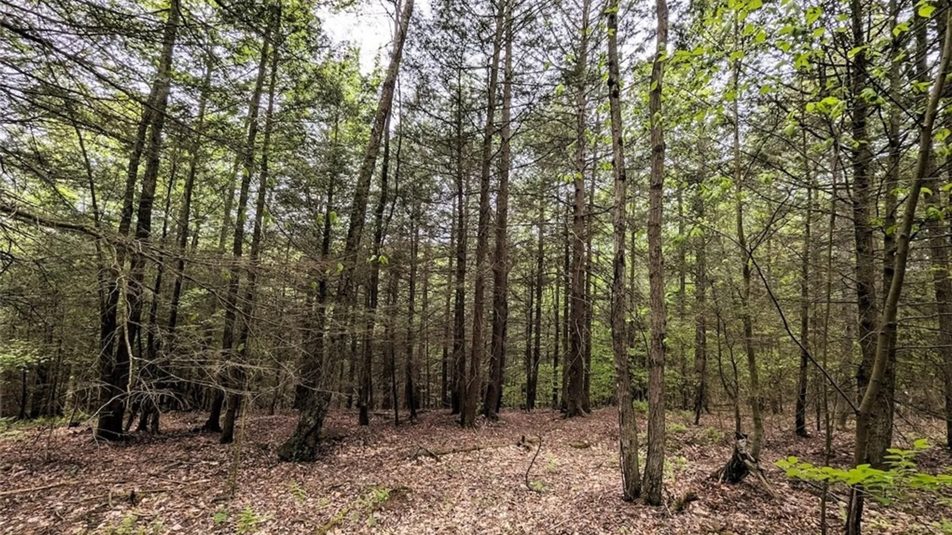Property at Stewart Road, Tuscarora, NY 14801 21