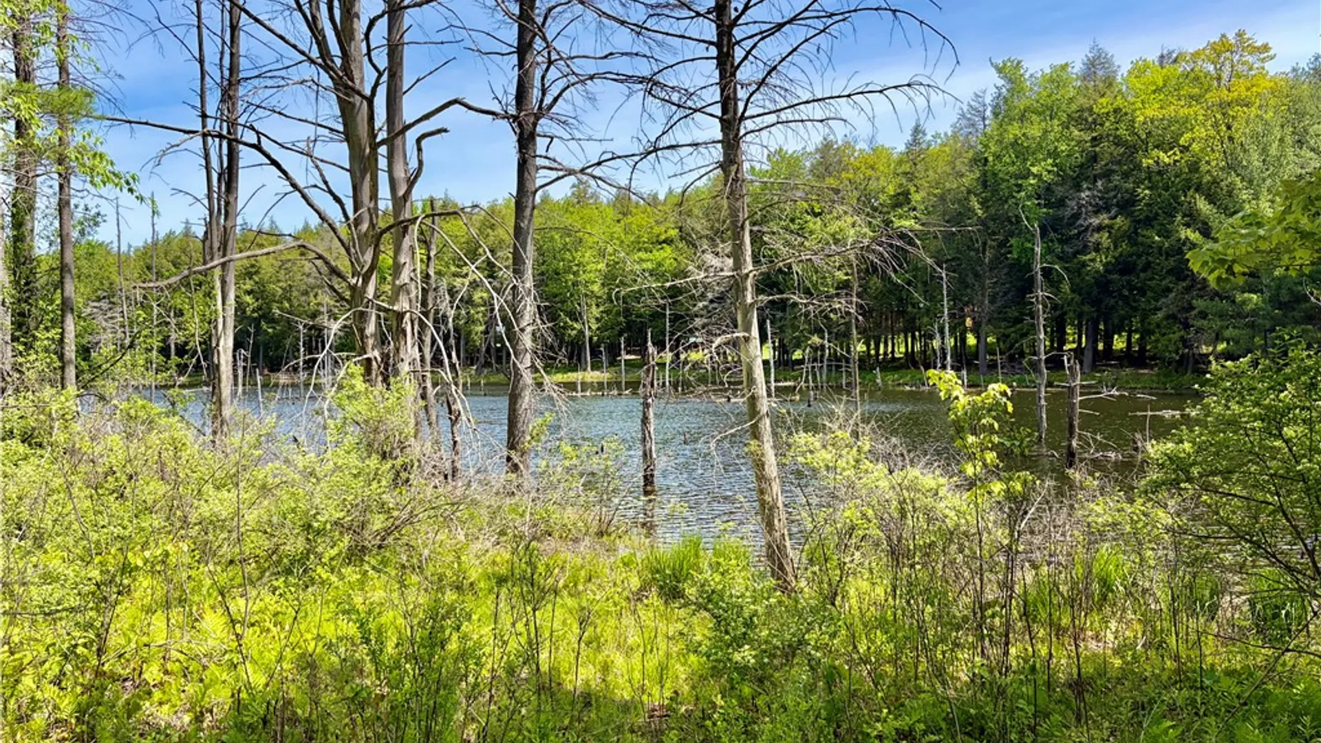 Property at 0 Maples Road, Hartwick, NY 13348 7