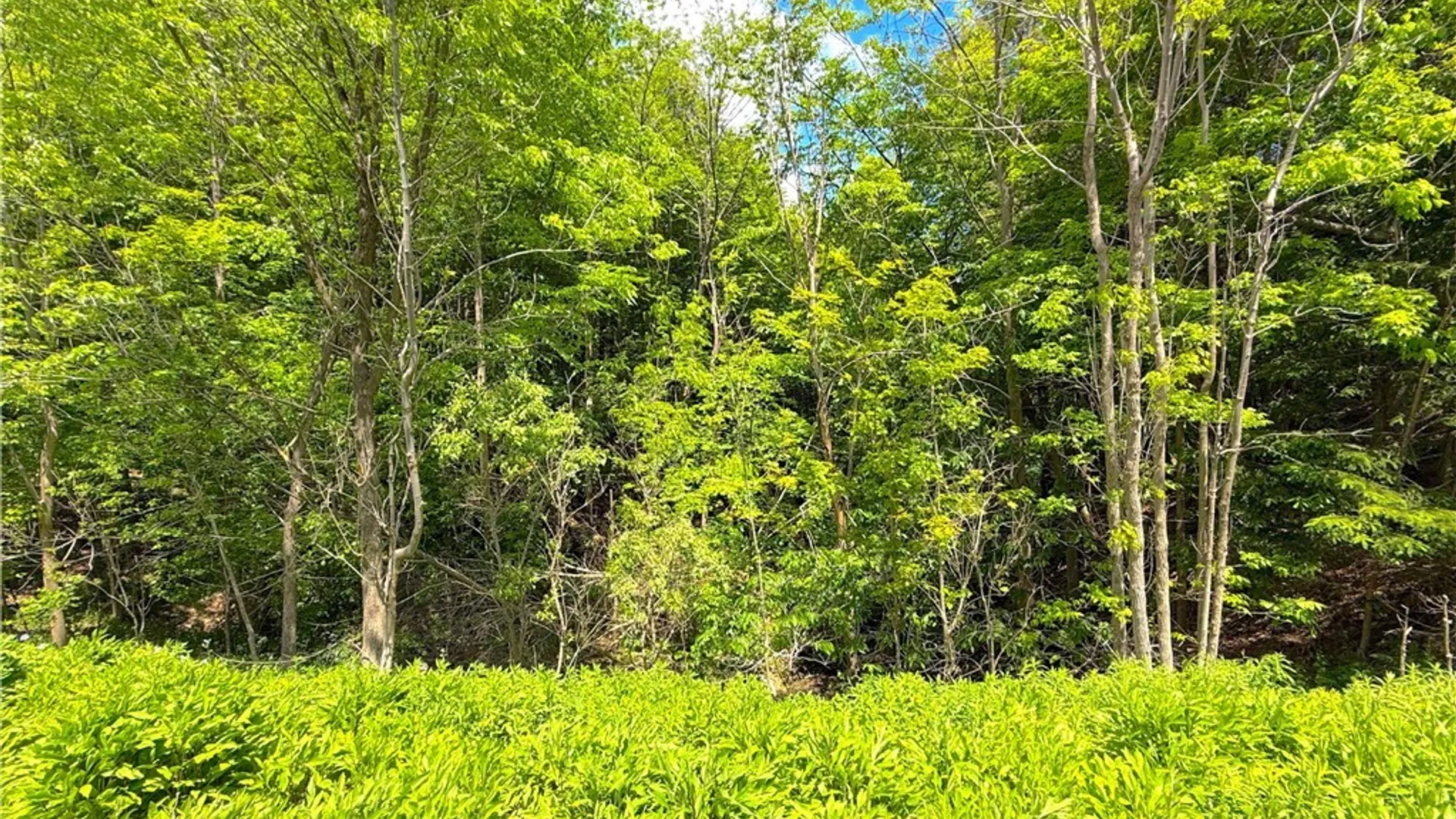 Property at 0 Main Street, Paris, NY 13322 10
