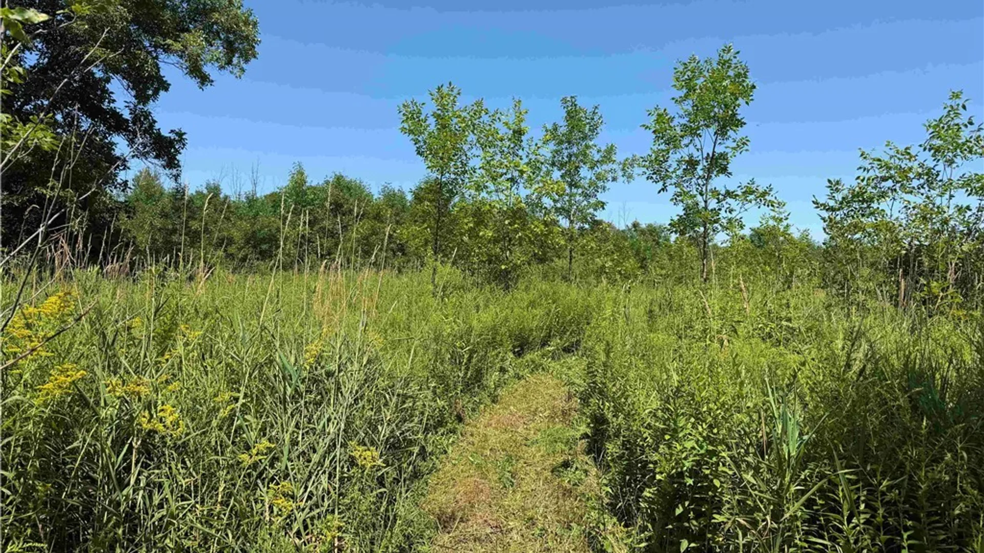 Property at Buttermilk Road, Villenova, NY 14138 7