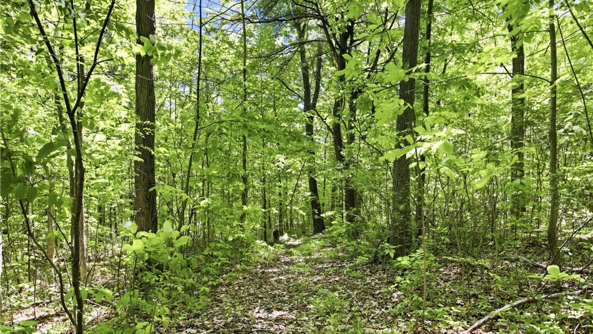 Property at 6651 Longsdorf Road, Naples, NY 14512 40