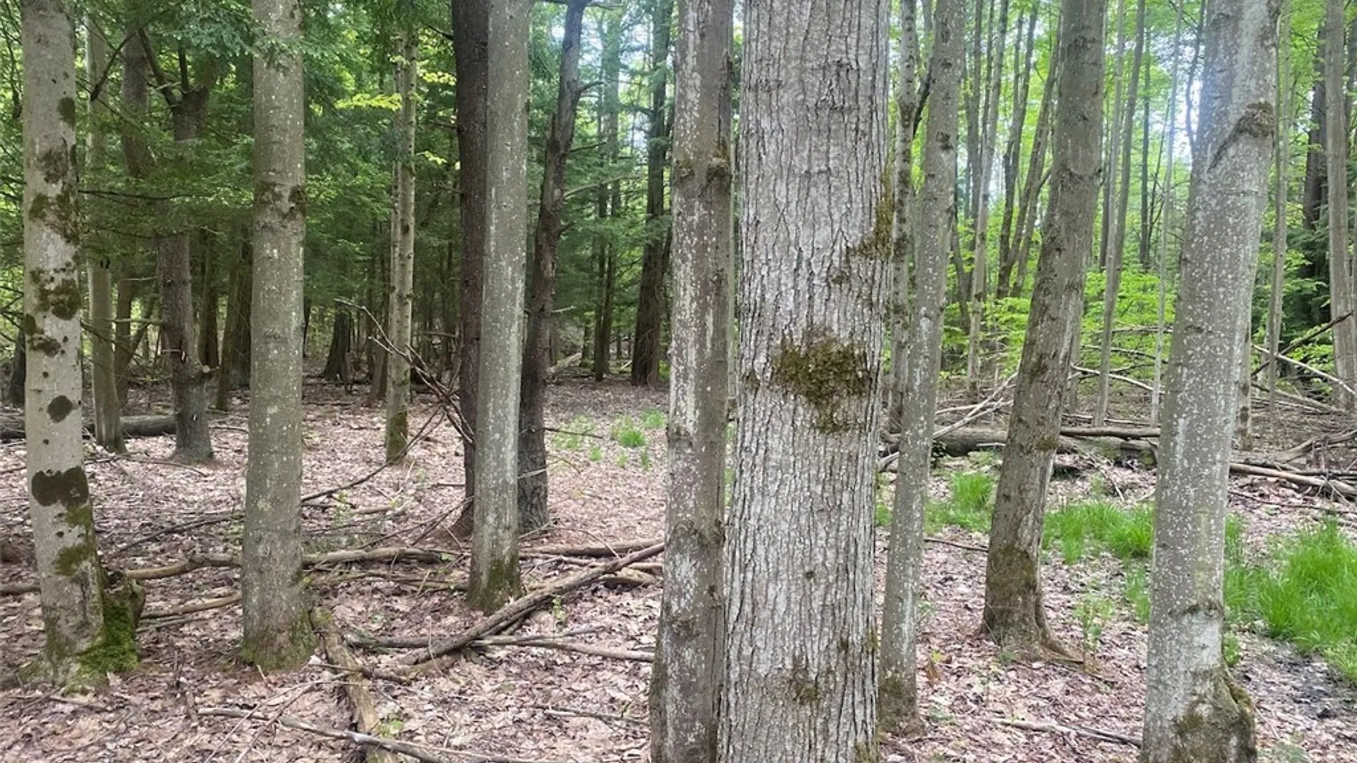 Property at 7133 Murray Hill Road, Belfast, NY 14711 27
