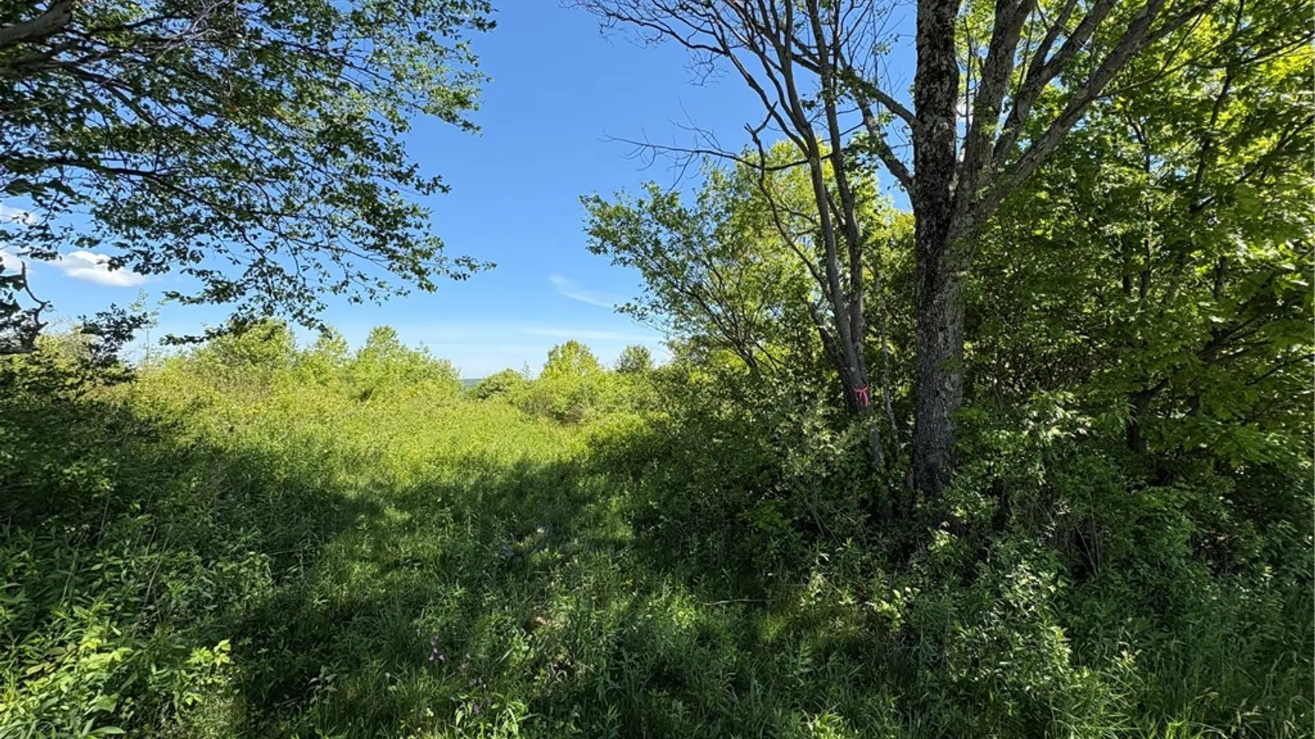 Property at 0 County Road 36 L 15 & 16, Guilford, NY 13780 15