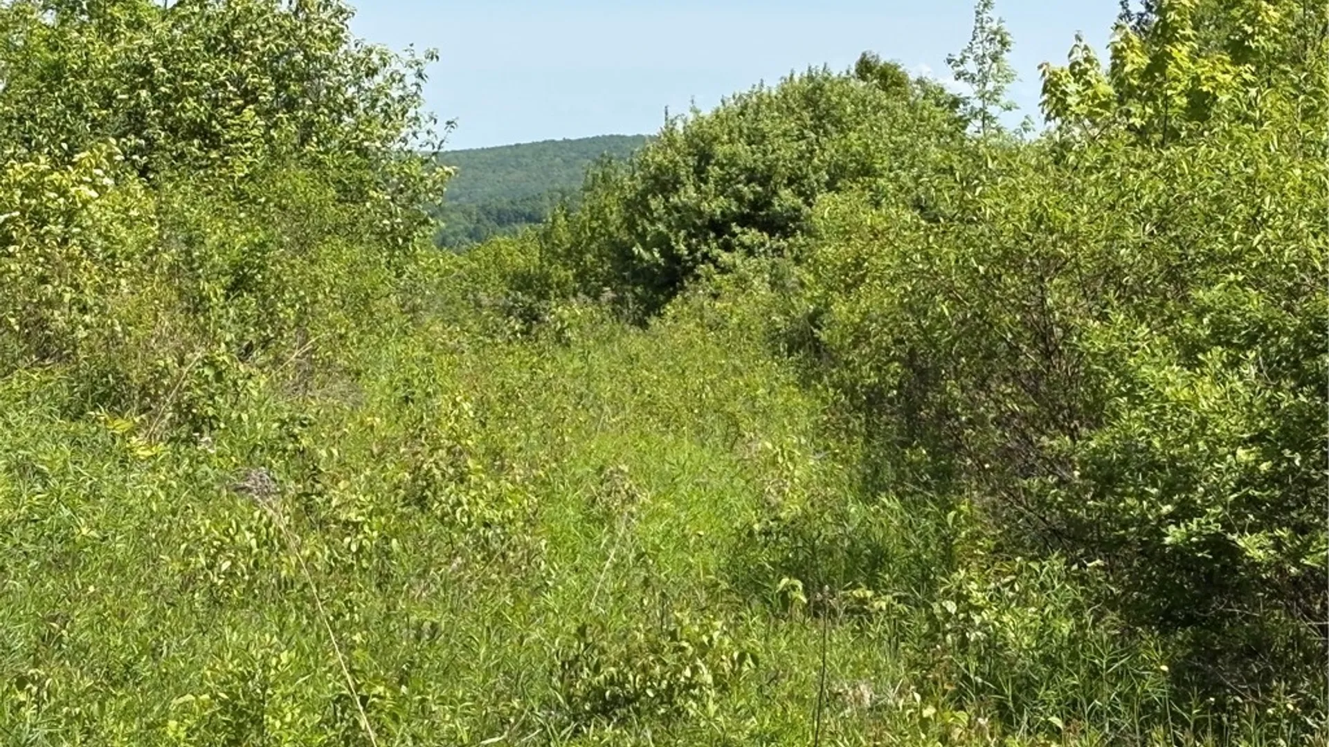Property at 0 County Road 36 L 15 & 16, Guilford, NY 13780 21
