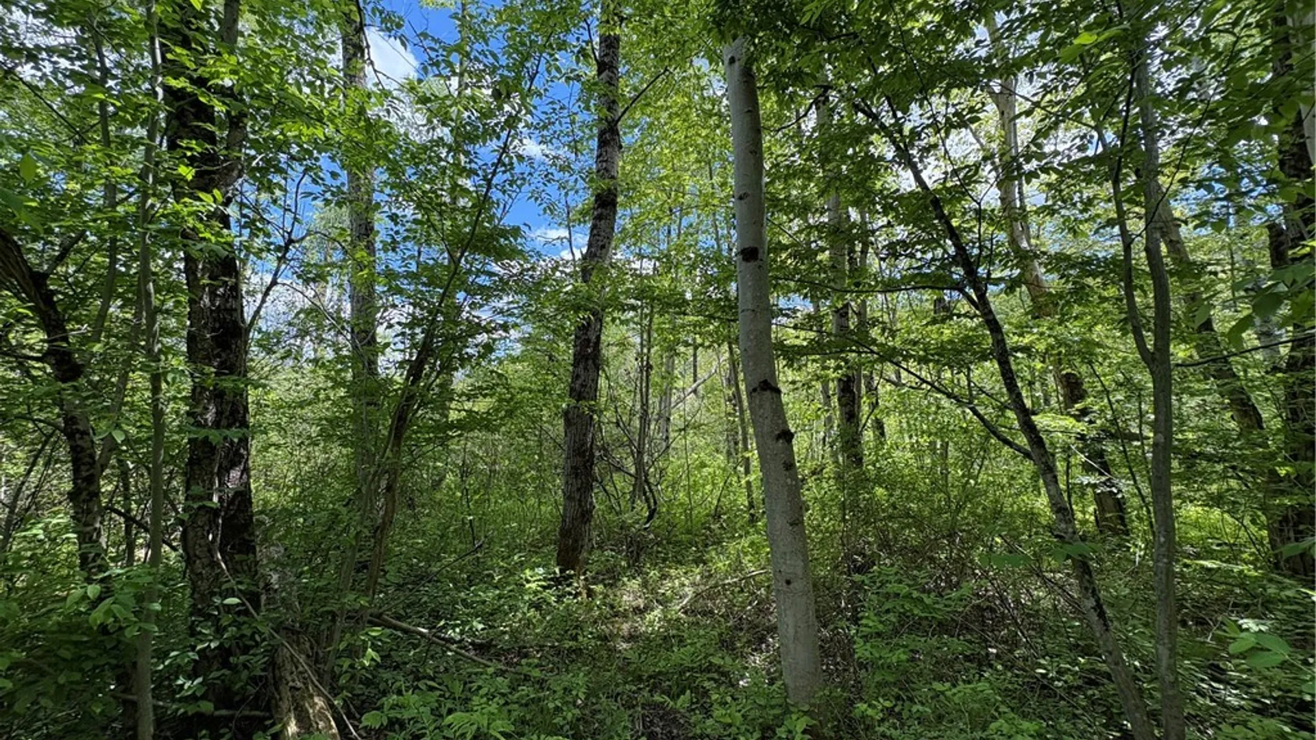Property at Lot 3 Lake Lorraine Lane, Preston, NY 13815 15