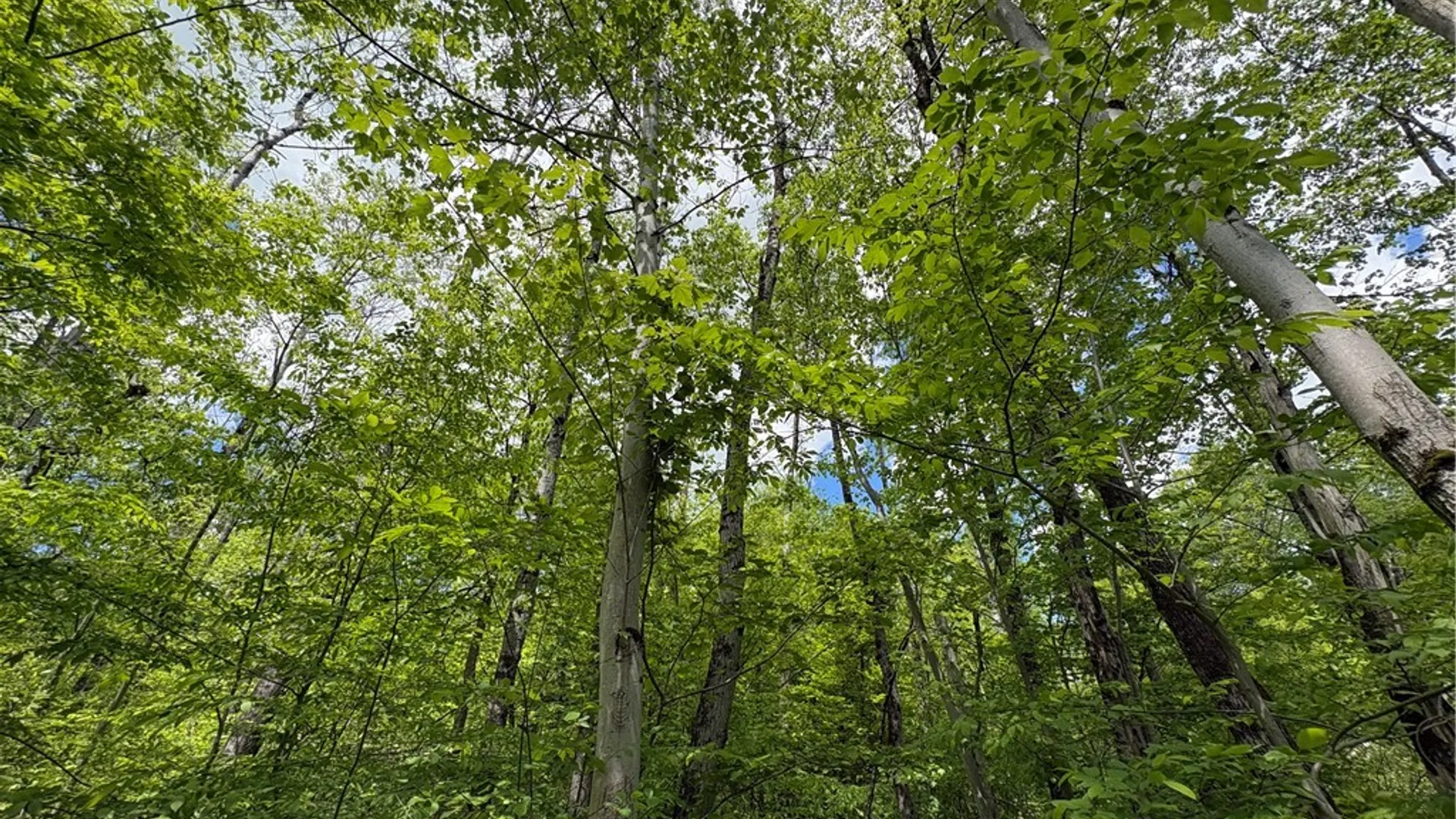 Property at Lot 3 Lake Lorraine Lane, Preston, NY 13815 14