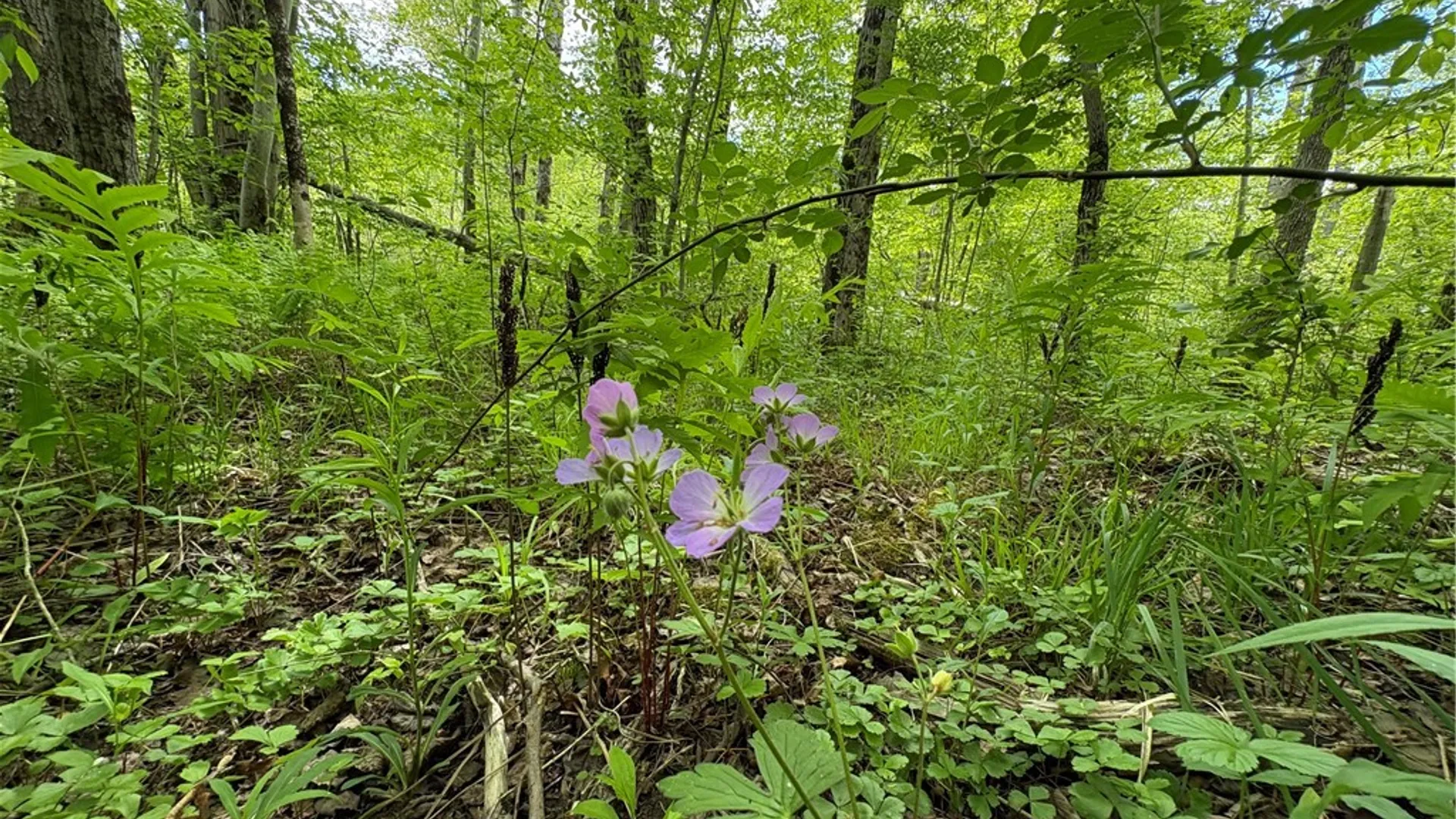 Property at Lot 3 Lake Lorraine Lane, Preston, NY 13815 17
