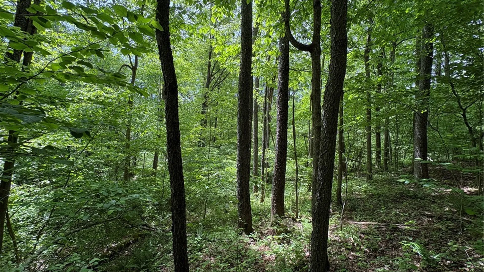 Property at Lot 3 Lake Lorraine Lane, Preston, NY 13815 16