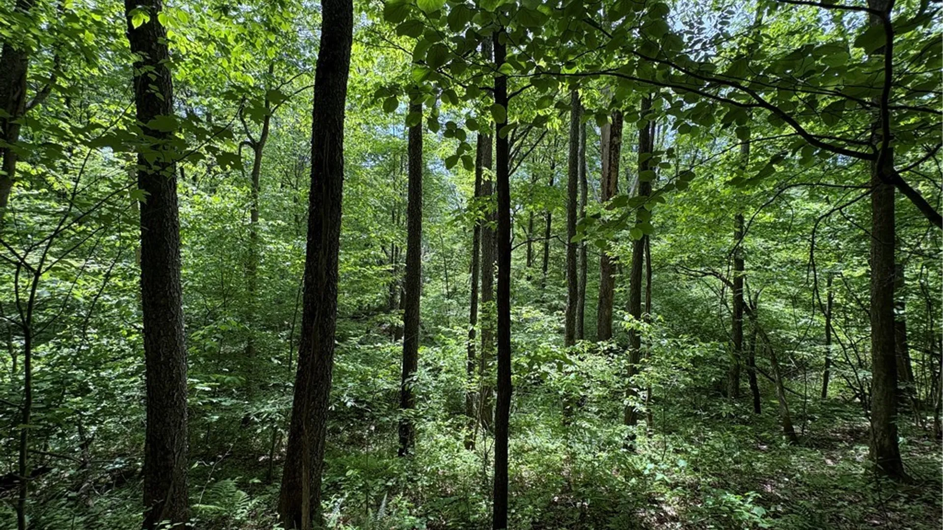 Property at Lot 3 Lake Lorraine Lane, Preston, NY 13815 25