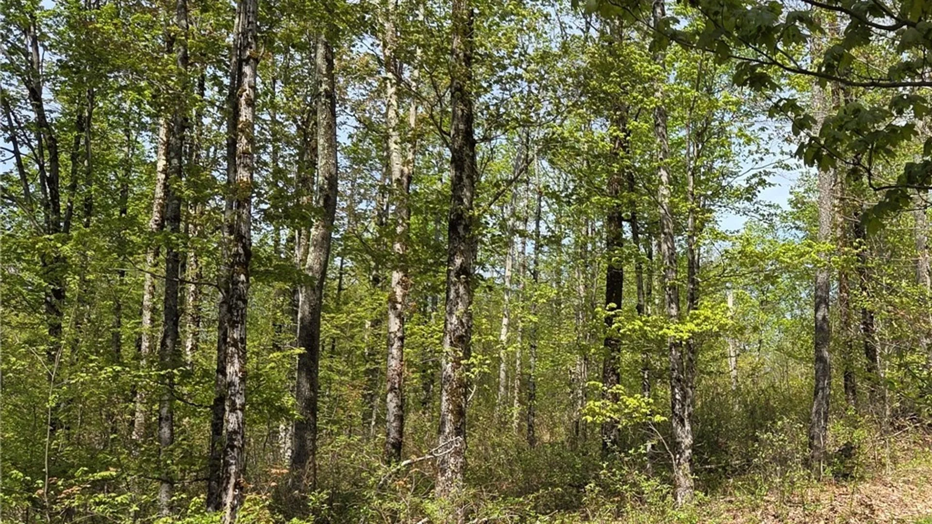 Property at Skaneateles Tpke, Brookfield, NY 13355 41