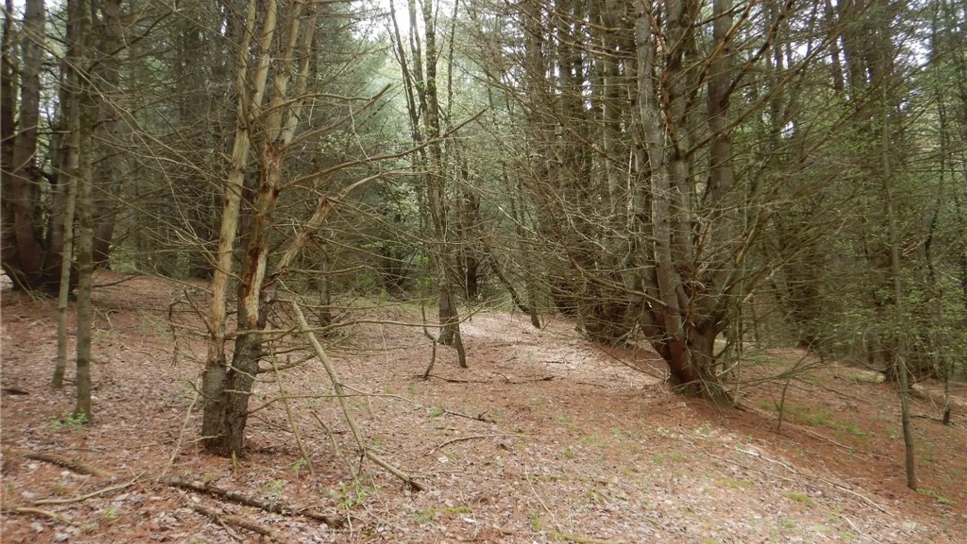 Property at Wightman Rd., Wellsville, NY 14895 8
