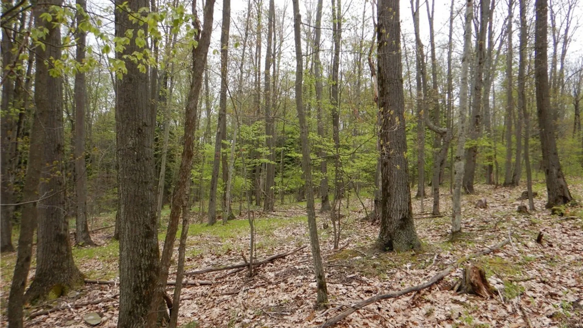 Property at Wightman Rd., Wellsville, NY 14895 11