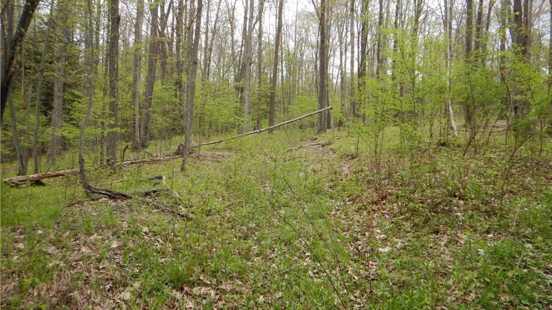 Property at Wightman Rd., Wellsville, NY 14895 14