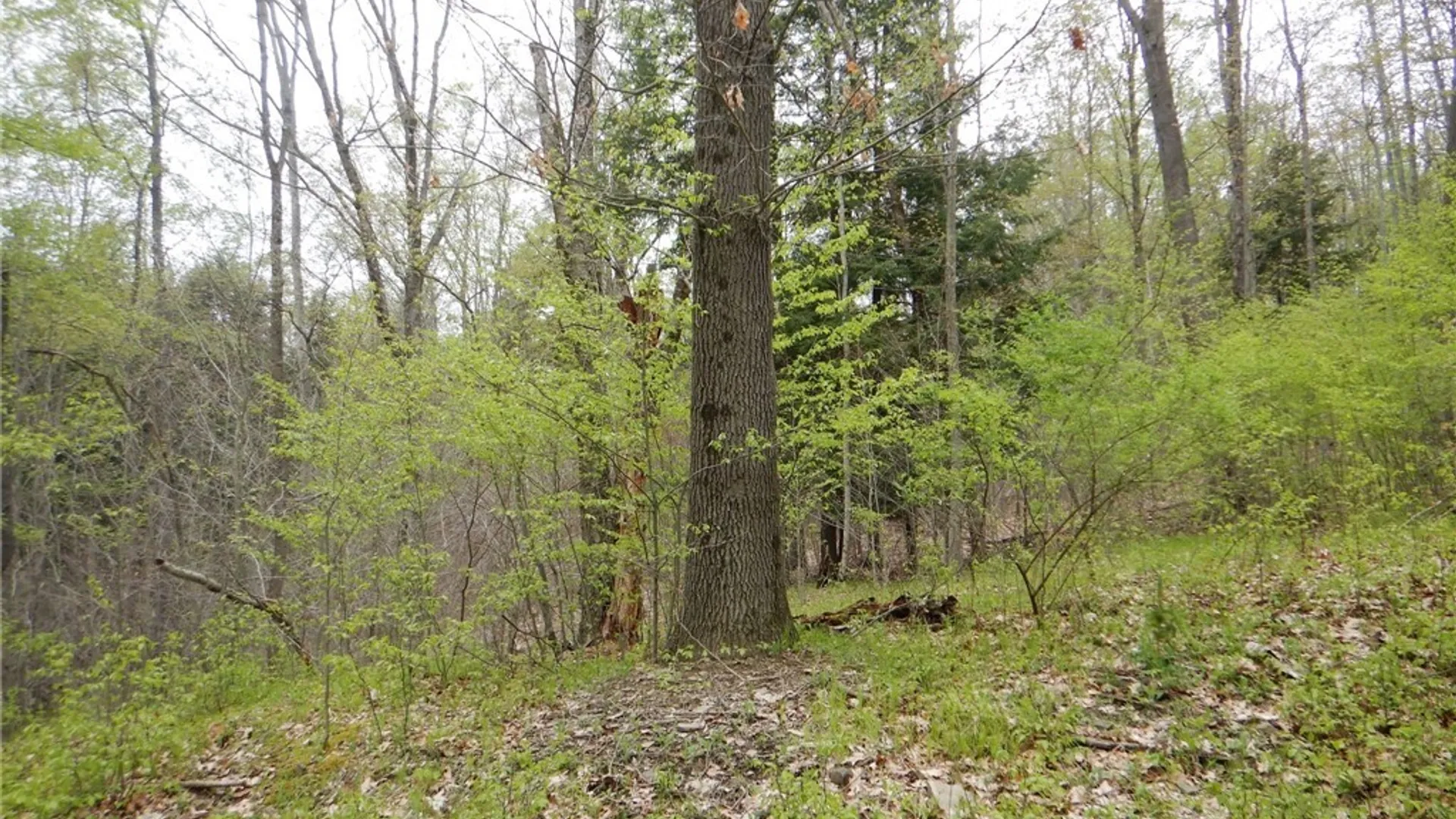 Property at Wightman Rd., Wellsville, NY 14895 17