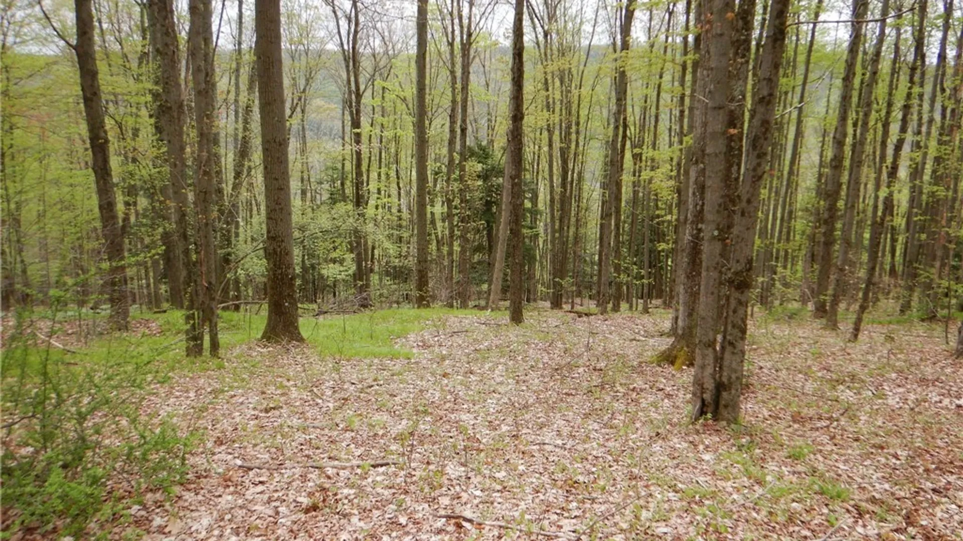 Property at Wightman Rd., Wellsville, NY 14895 20