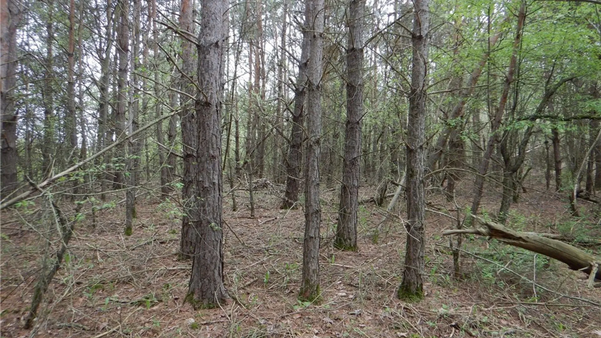 Property at Wightman Rd., Wellsville, NY 14895 26