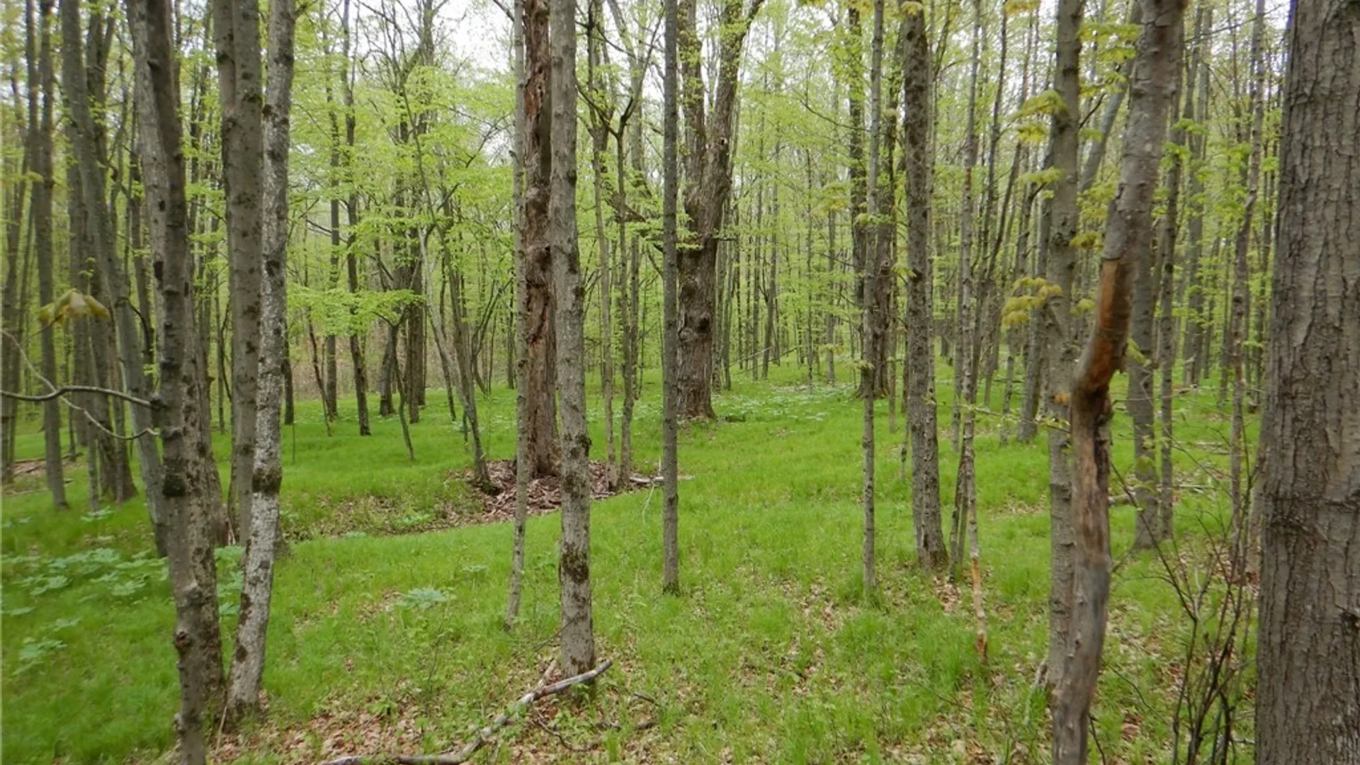 Property at Wightman Rd., Wellsville, NY 14895 30