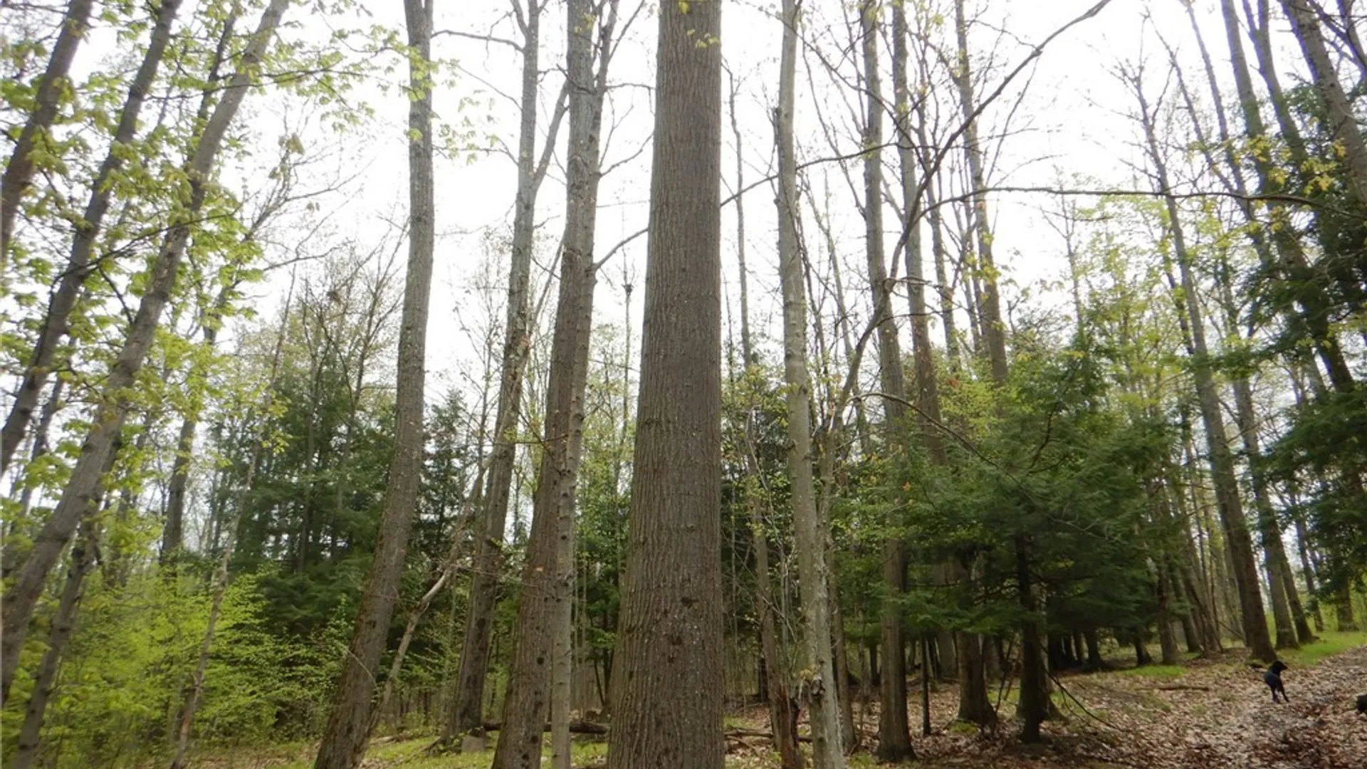 Property at Wightman Rd., Wellsville, NY 14895 31